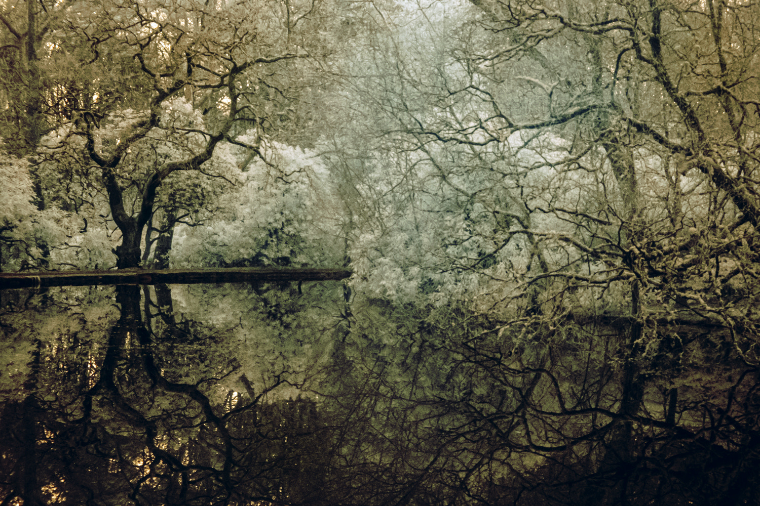 AF Zoom-Nikkor 28-80mm f/3.5-5.6D sample photo. Ir pollok park photography