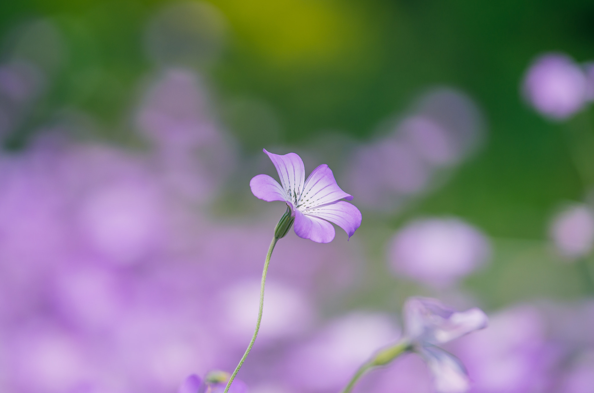 Pentax K-30 sample photo. Agrostemma photography