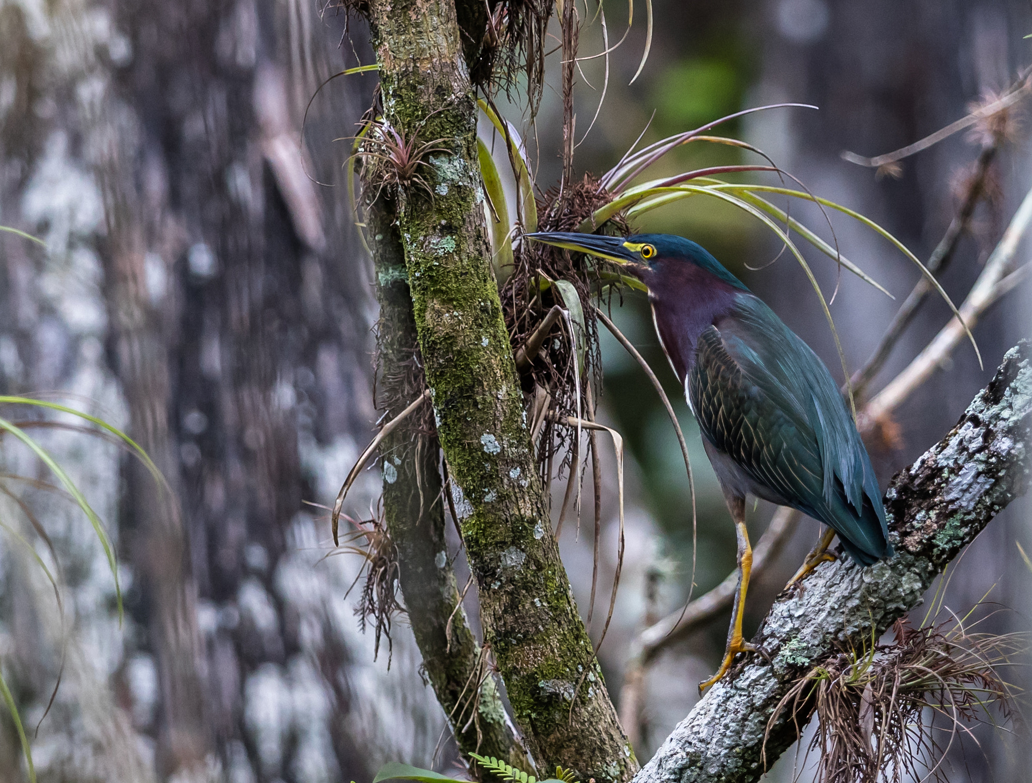 Canon EOS 5DS R + Canon EF 300mm F2.8L IS II USM sample photo. Green heron photography