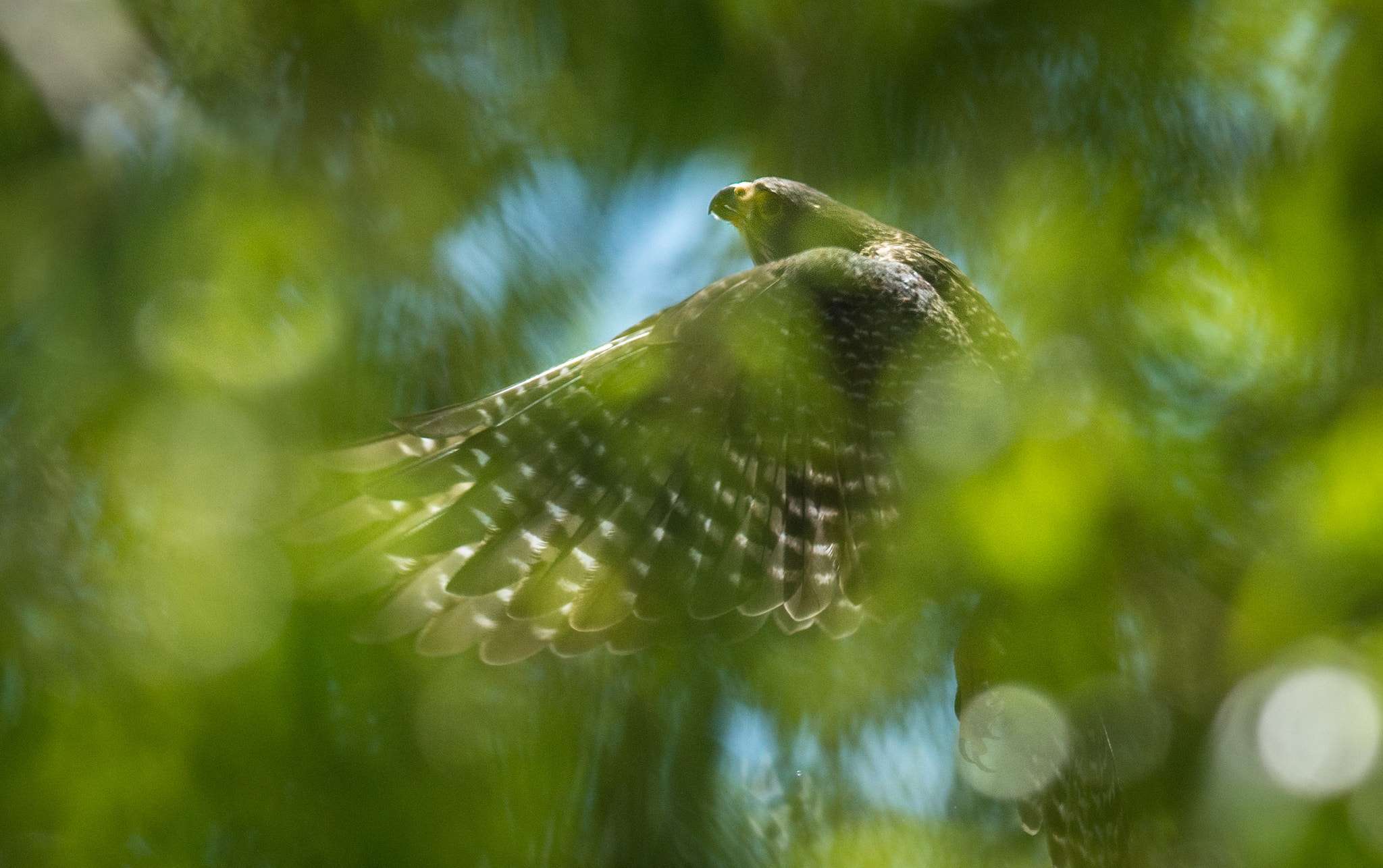Nikon D800E + Nikon AF-S Nikkor 300mm F4D ED-IF sample photo. Nz falcon hunting in the trees photography