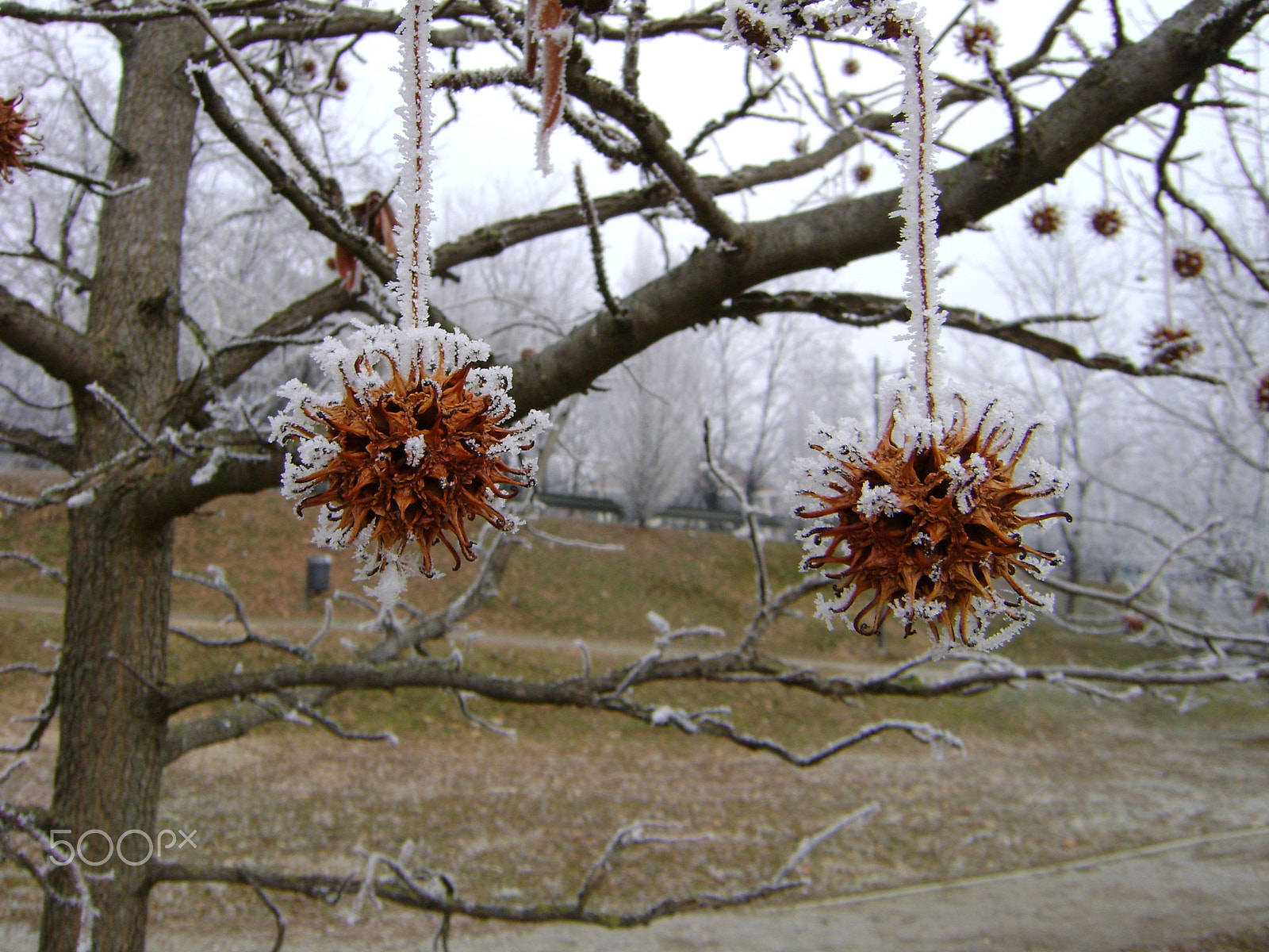 Sony DSC-S730 sample photo. Frozen berries photography