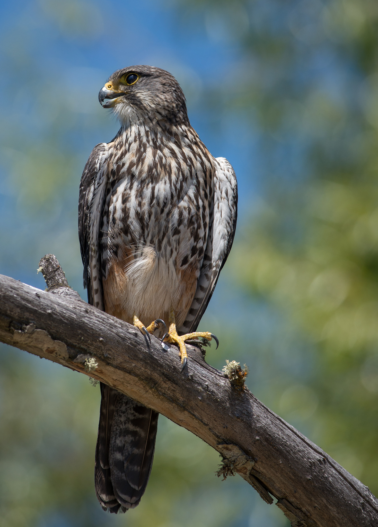 Nikon D800E + Nikon AF-S Nikkor 300mm F4D ED-IF sample photo. Falcon on guard photography