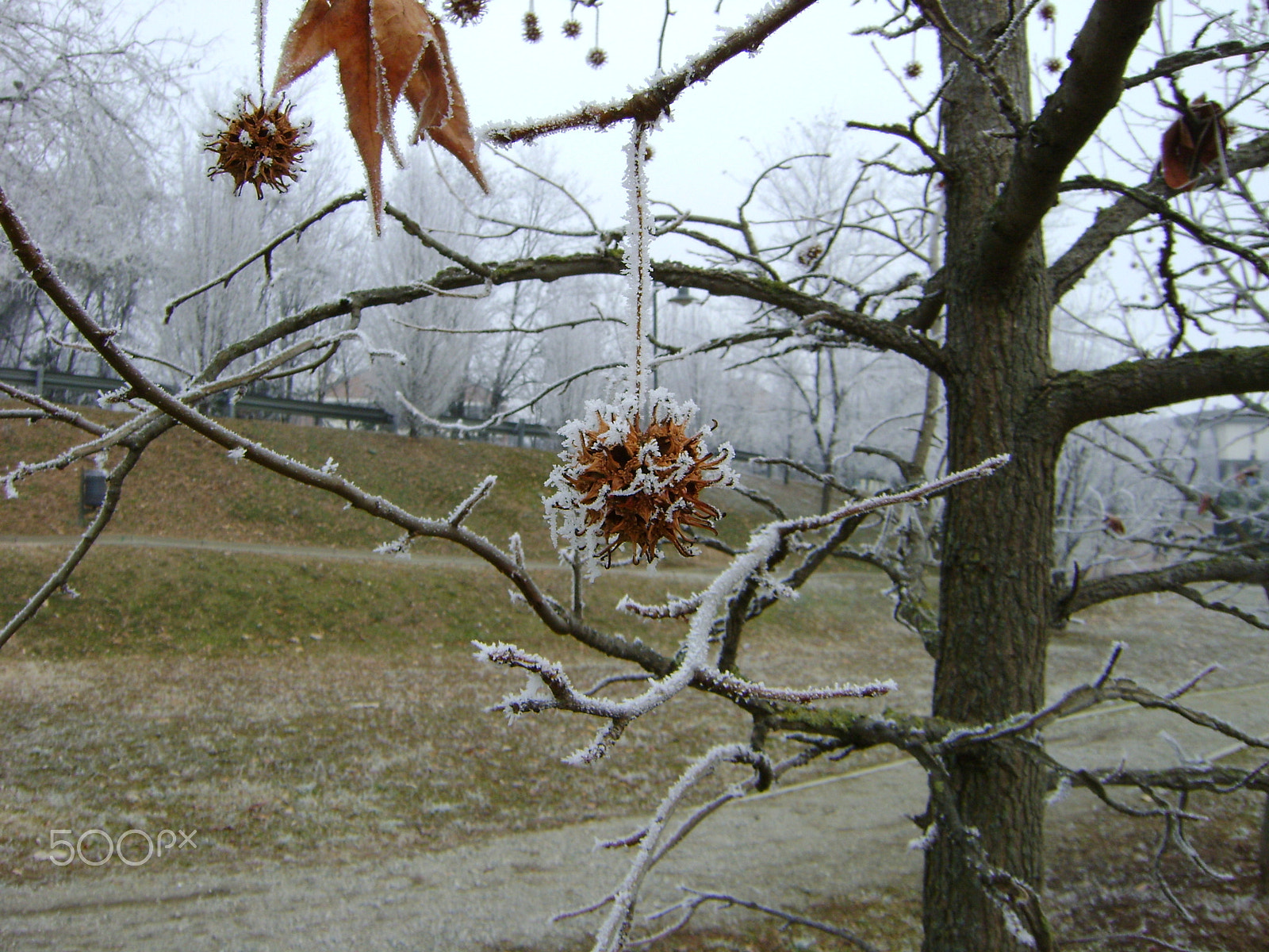 Sony DSC-S730 sample photo. Frozen nuts photography