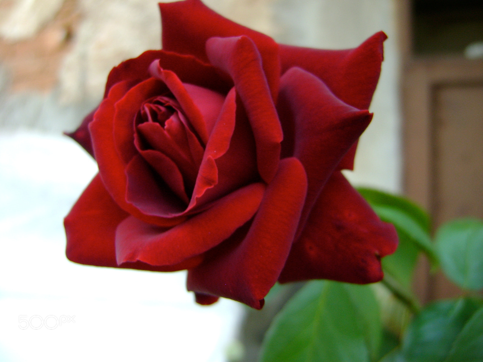 Sony DSC-S730 sample photo. Red rose photography
