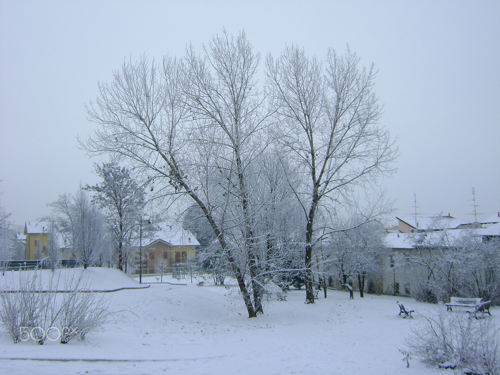 Sony DSC-S730 sample photo. Three trees frozen photography