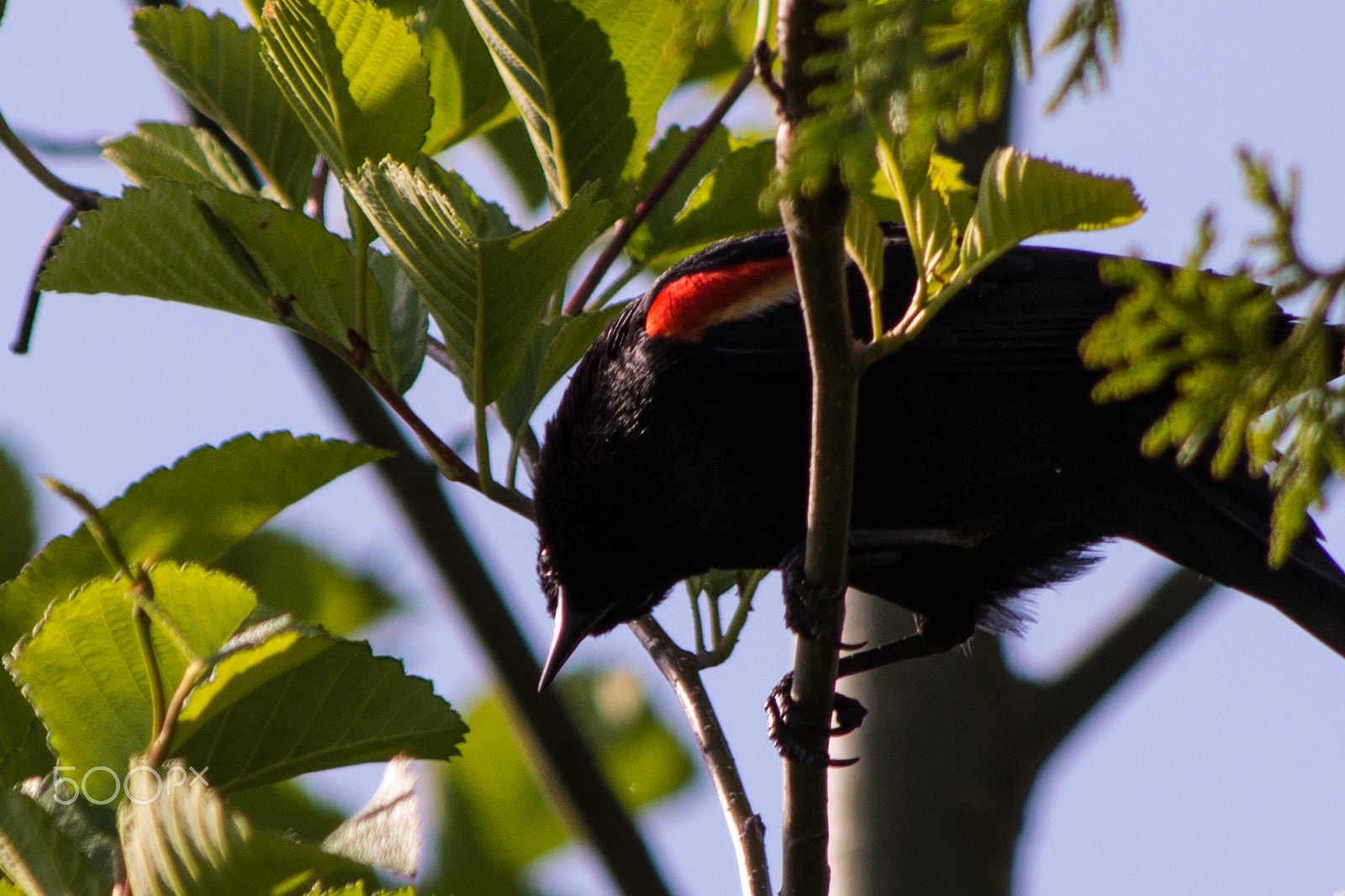 HD Pentax DA 55-300mm F4.0-5.8 ED WR sample photo. Red winged black bird photography