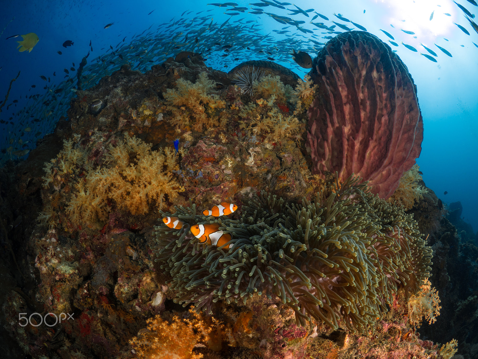 Olympus OM-D E-M1 + LUMIX G FISHEYE 8/F3.5 sample photo. Clownfishes with anemone photography