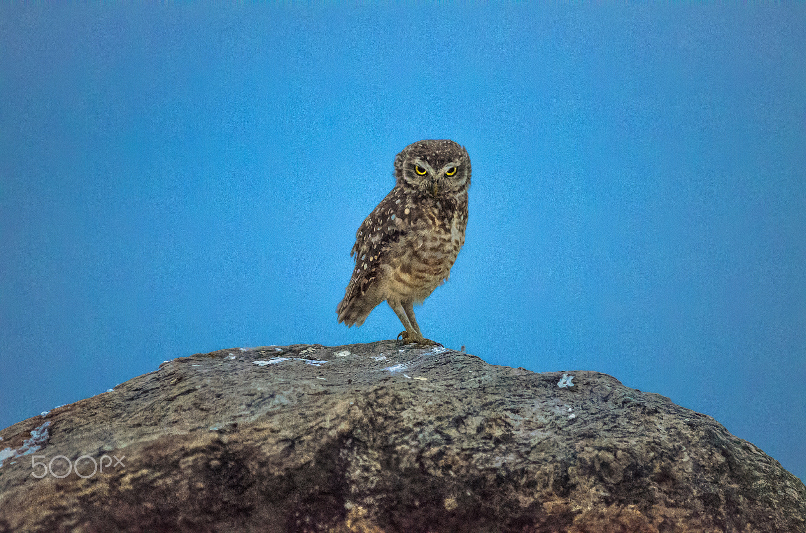 AF-S Zoom-Nikkor 80-200mm f/2.8D IF-ED sample photo. Nightfall owl photography