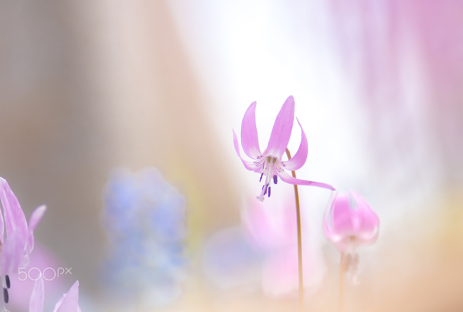 Nikon D610 + Nikon AF Nikkor 180mm F2.8D ED-IF sample photo. Fairy of spring1 photography