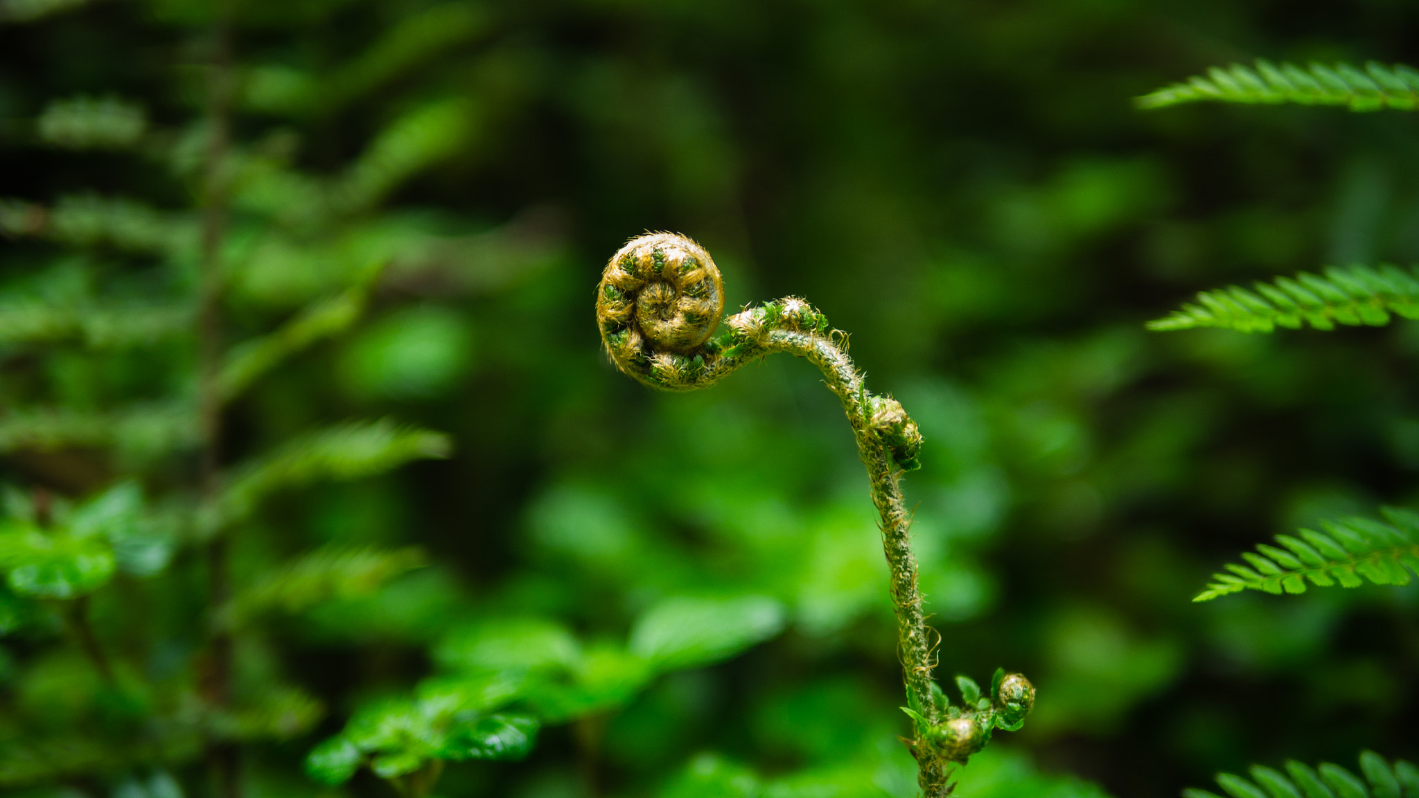 Panasonic Lumix DMC-GH2 + Panasonic Leica DG Summilux 25mm F1.4 II ASPH sample photo. Young frond photography