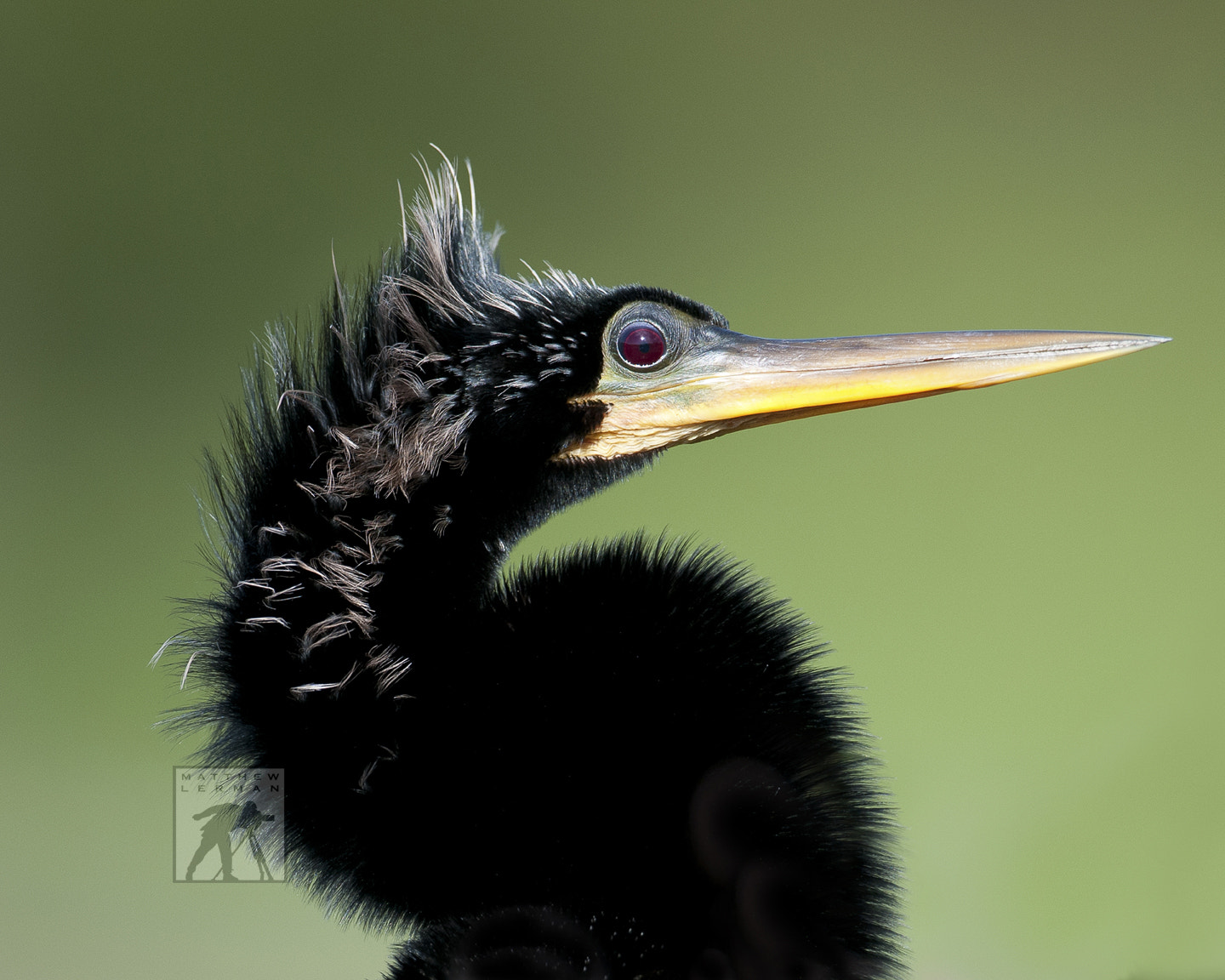 Nikon D300 + Nikon AF-S Nikkor 600mm F4G ED VR sample photo. Anhinga photography