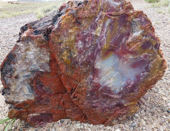 Panasonic DMC-ZS10 sample photo. Petrified forest.jpg photography