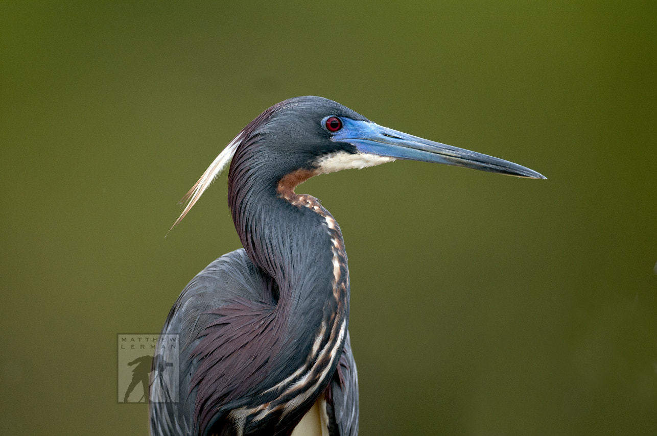 Nikon D300 + Nikon AF-S Nikkor 600mm F4G ED VR sample photo. Tricolor heron photography