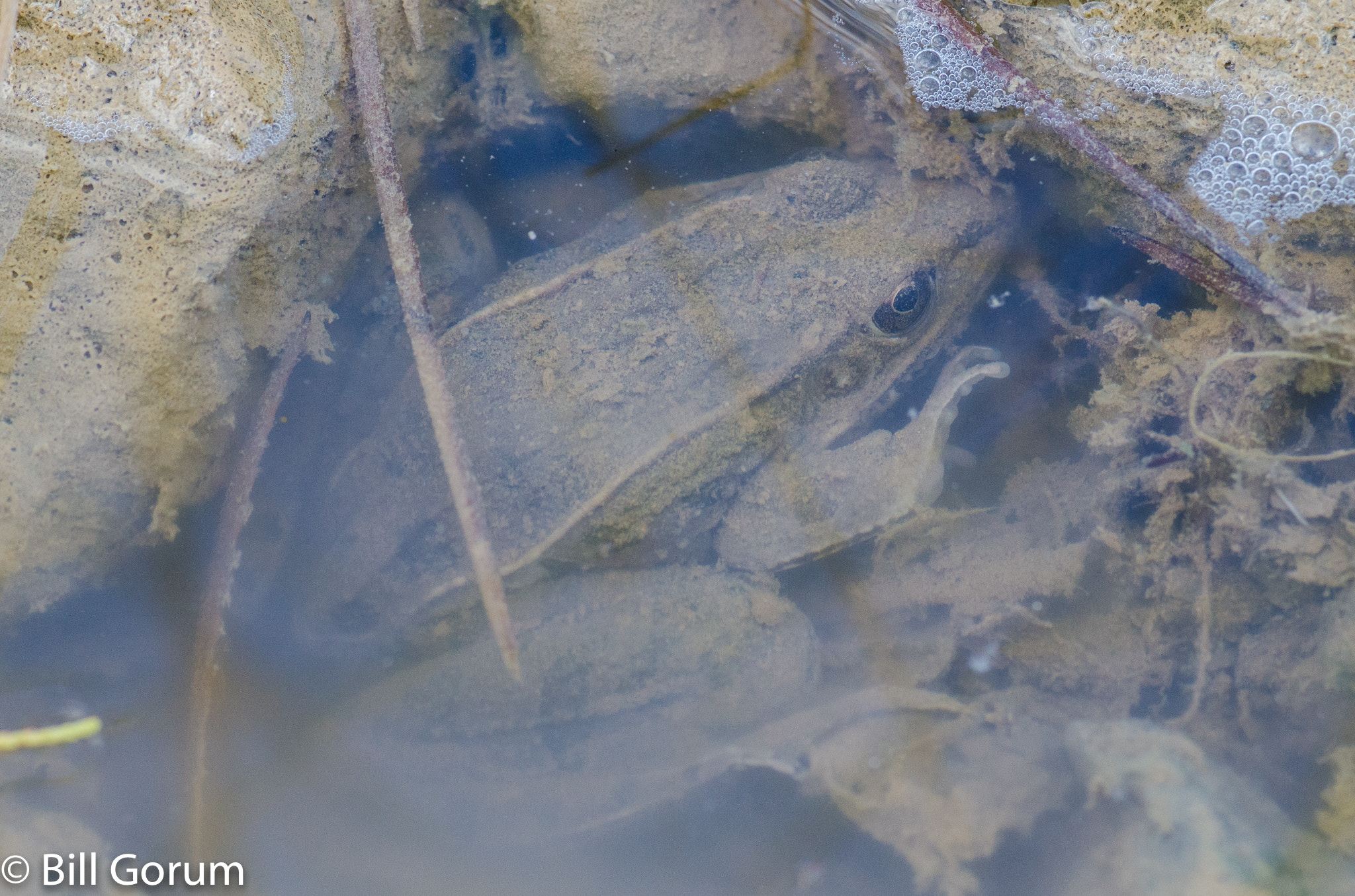 Nikon D7000 + AF Zoom-Micro Nikkor 70-180mm f/4.5-5.6D ED sample photo. Plains leopard frog hiding at bottom of a pool. photography