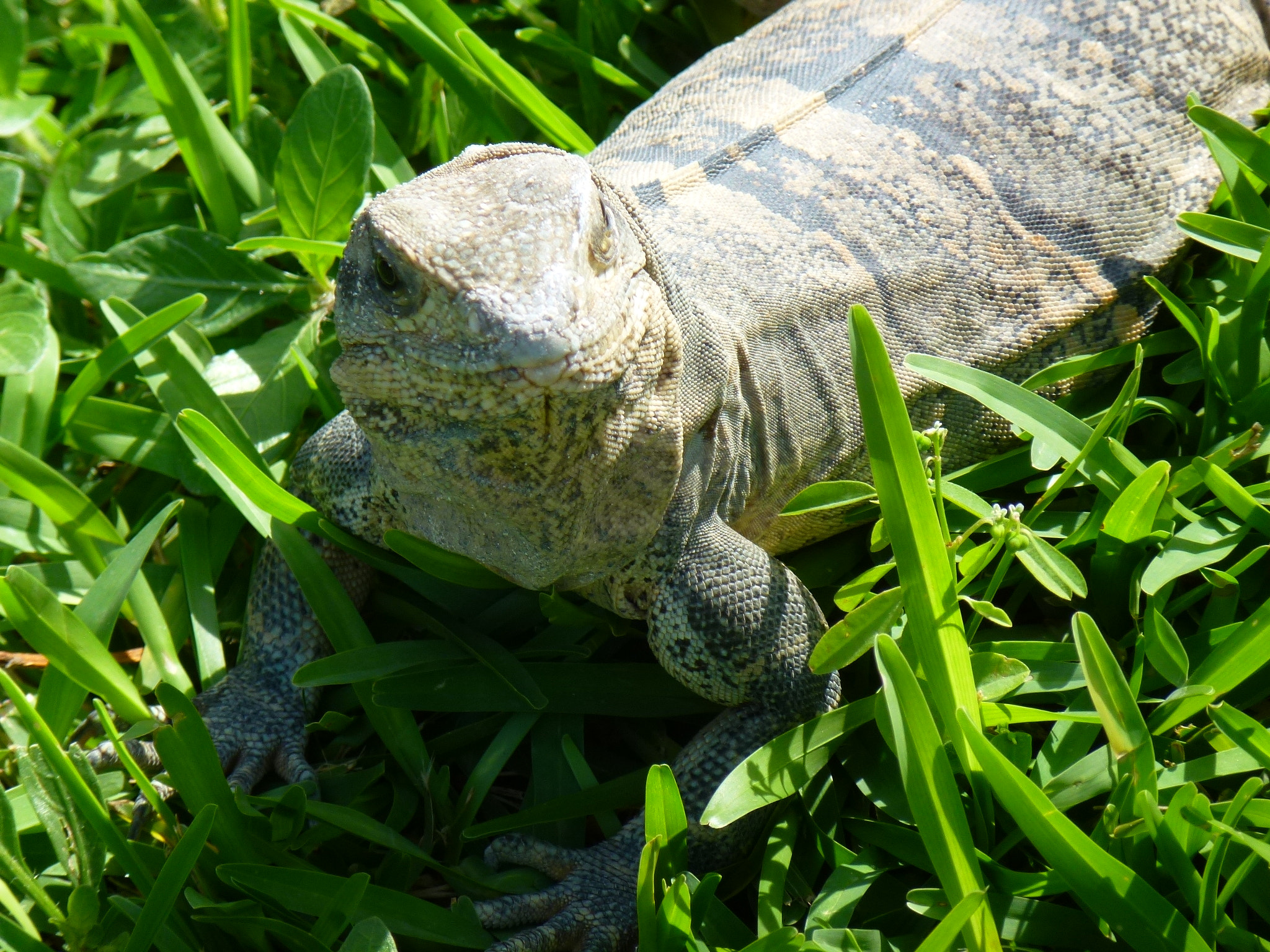 Panasonic DMC-ZS10 sample photo. Cancun iguana.jpg photography