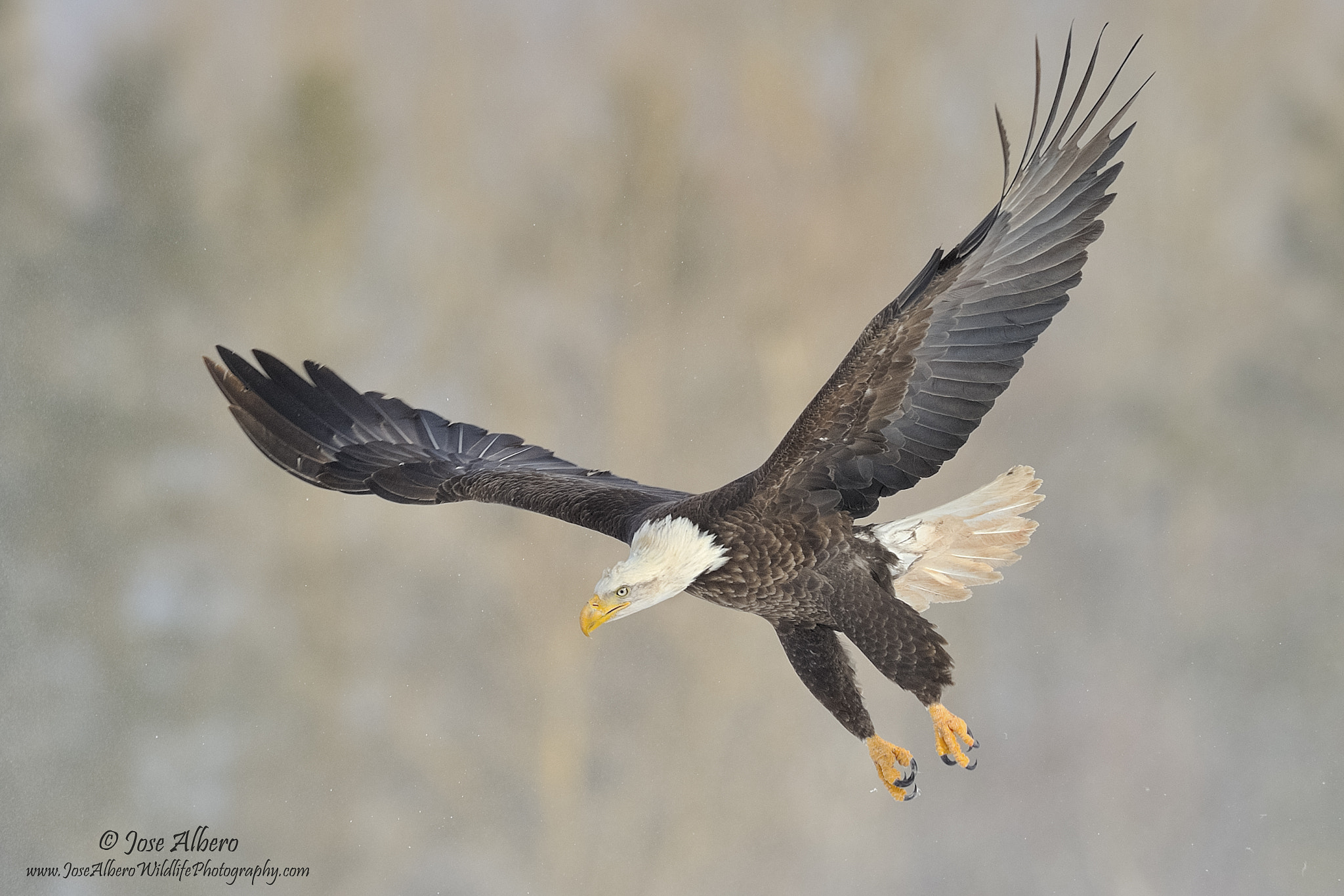 Nikon AF-S Nikkor 500mm F4D ED-IF II sample photo. Laser focused photography