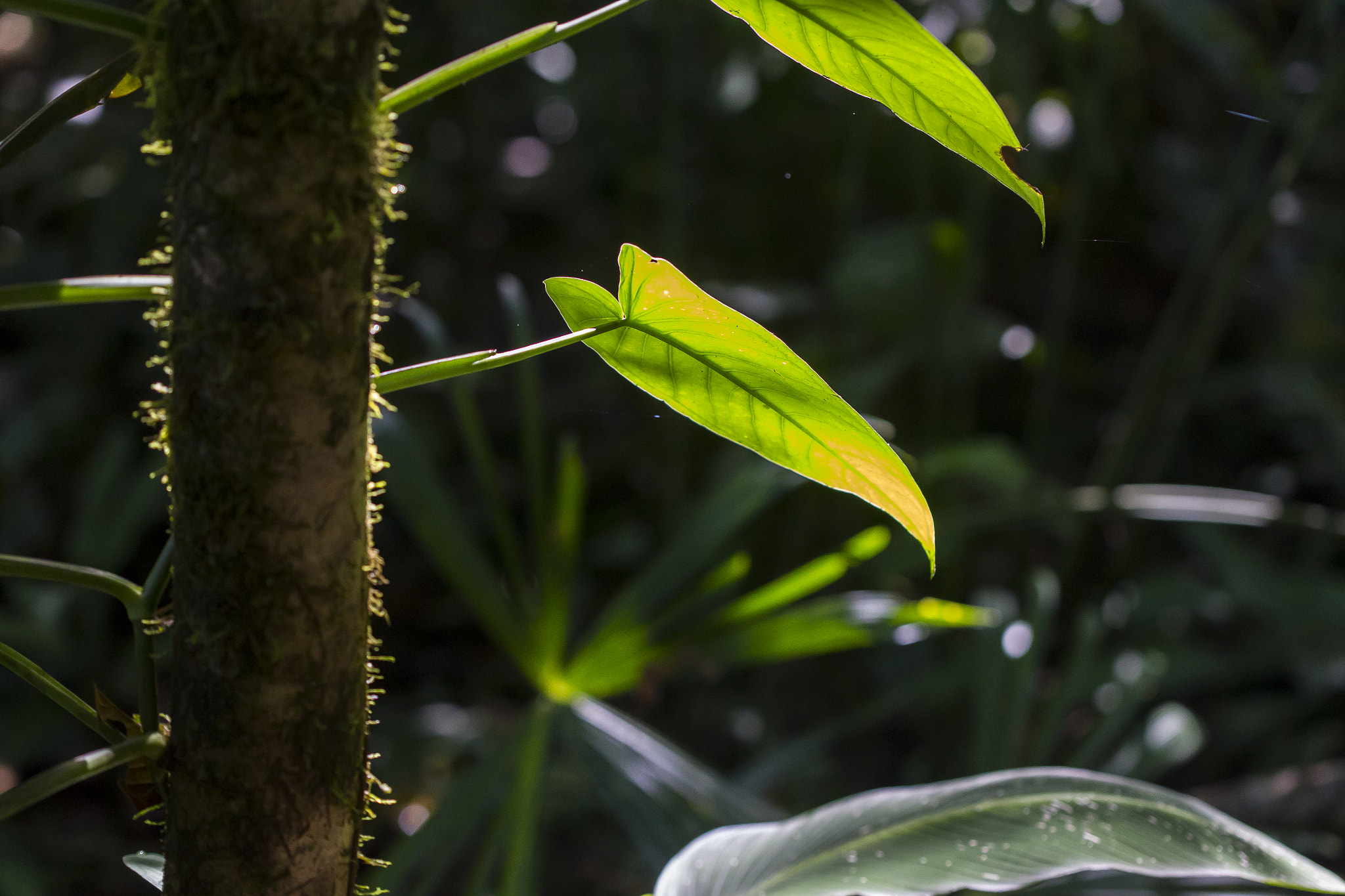 Canon EF 100mm F2.8 Macro USM sample photo. Philodendron morning photography