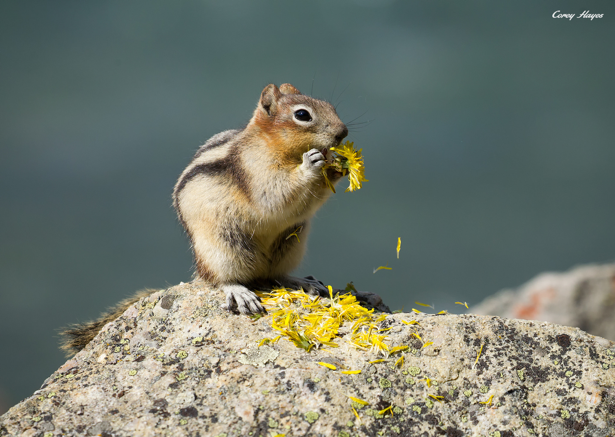 Canon EF 100-400mm F4.5-5.6L IS II USM sample photo. Golden-mantled-ground-squirrel photography