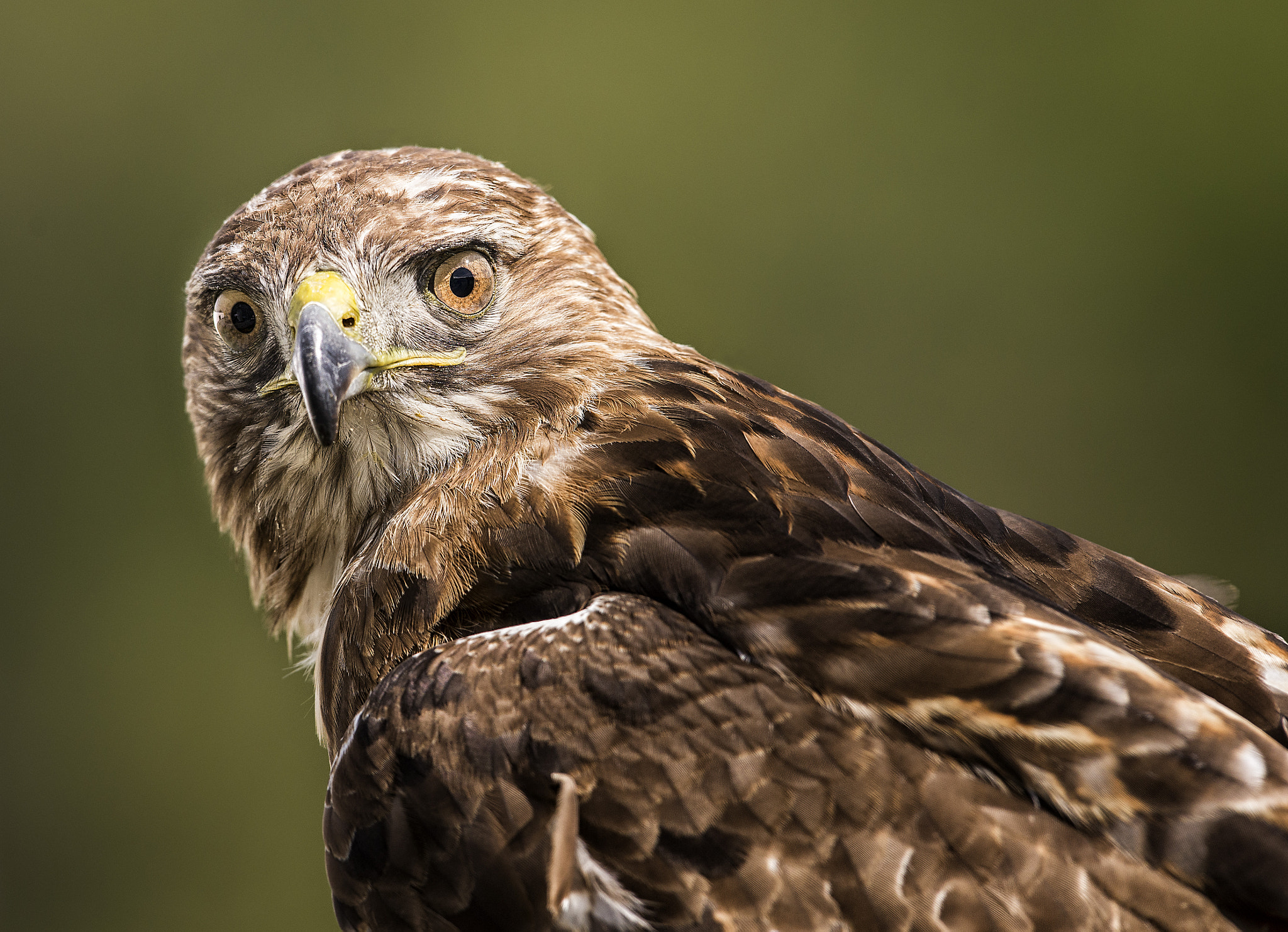 Nikon AF-S Nikkor 400mm F2.8G ED VR II sample photo. The stare down photography