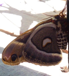 Panasonic DMC-ZS10 sample photo. Butterfly.jpg photography