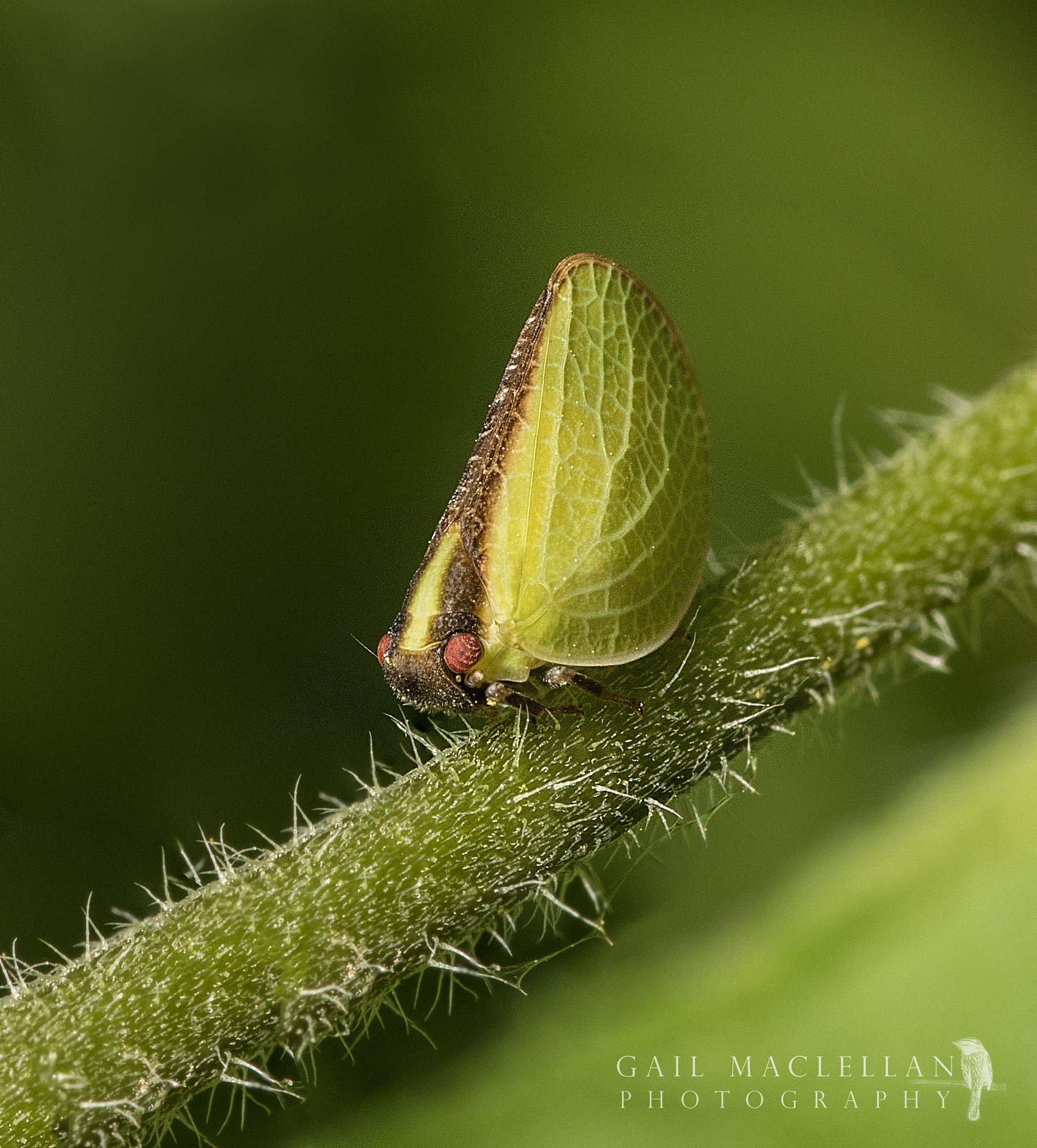 Sigma 105mm F2.8 EX DG Macro sample photo