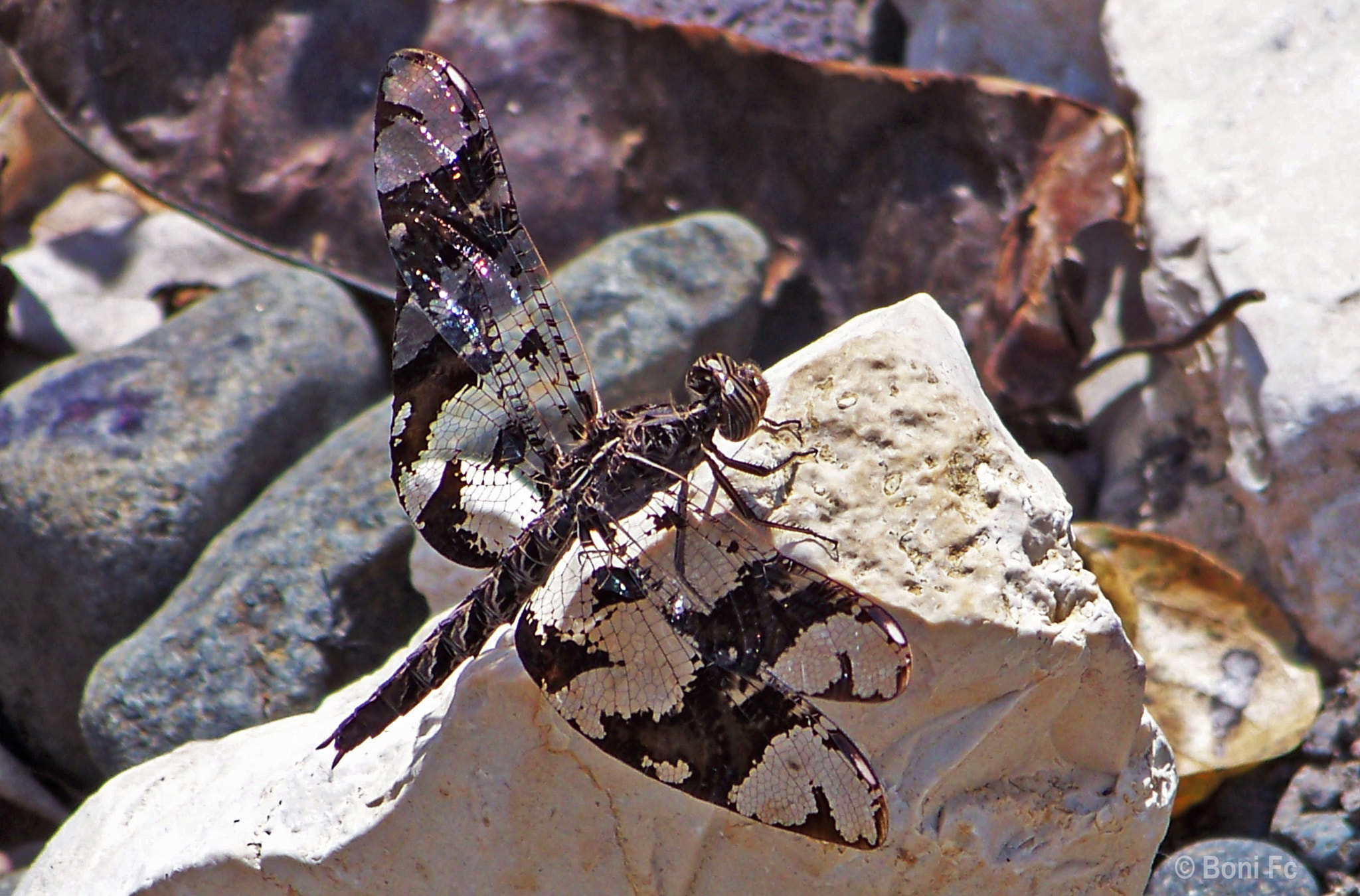 Kodak EASYSHARE Z8612 IS DIGITAL CAMERA sample photo. Dragon fly photography