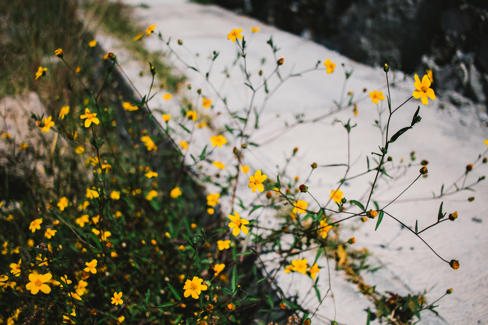 Canon EF-S 24mm F2.8 STM sample photo. Camino de libertad photography