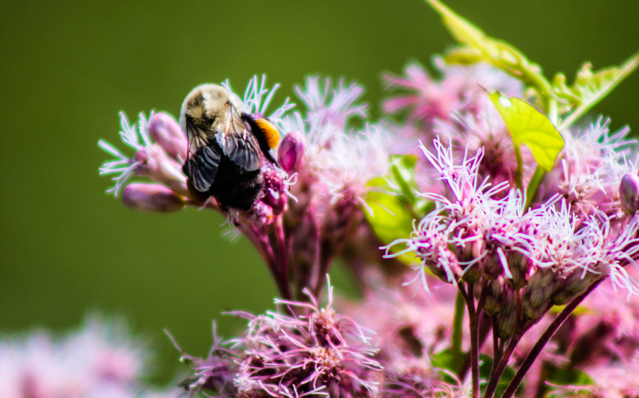 Canon EF 75-300mm f/4-5.6 USM sample photo. Pollen sac photography