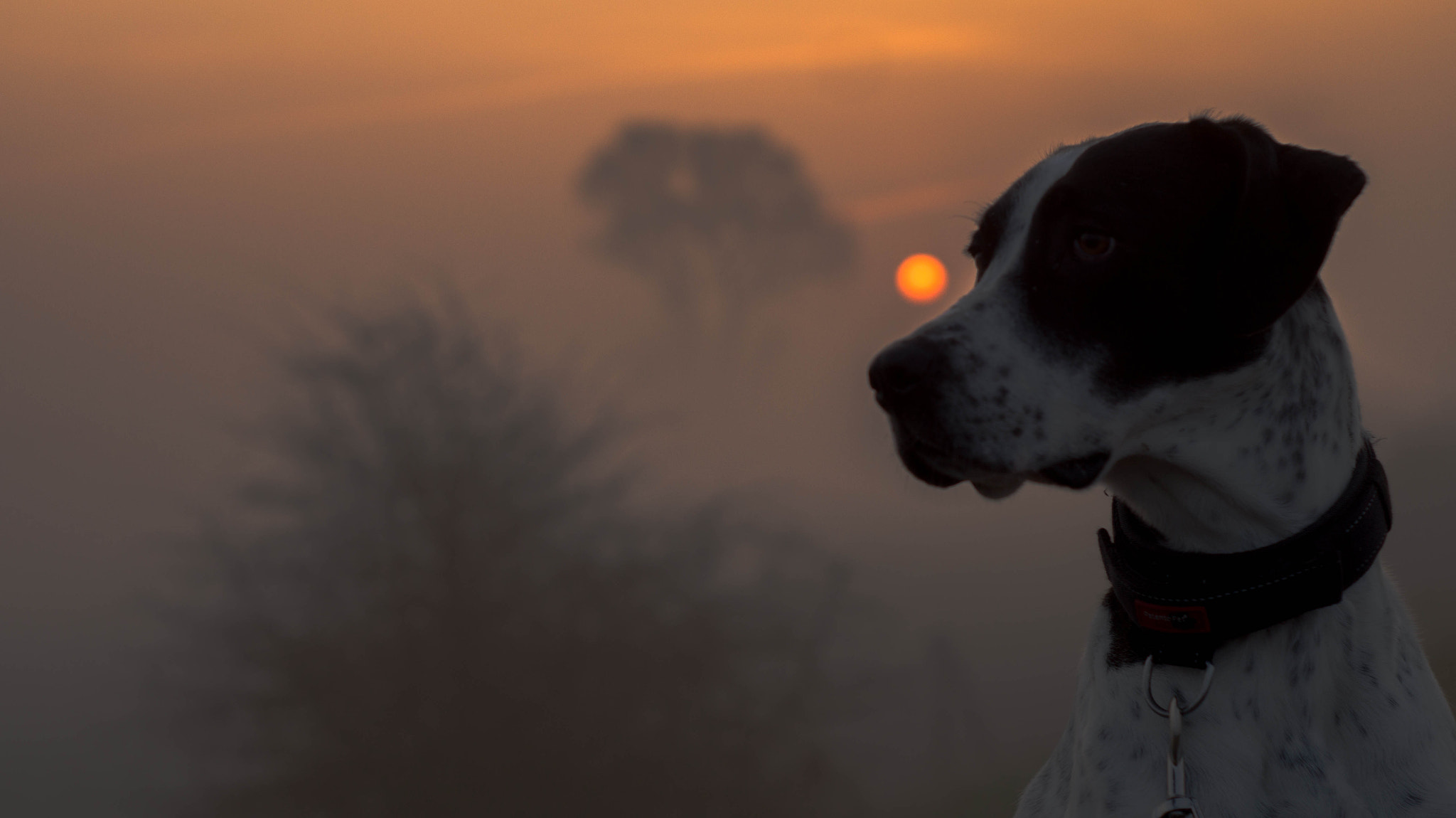 Sony SLT-A58 + Minolta AF 50mm F1.7 New sample photo. Wenn die sonne geht. photography