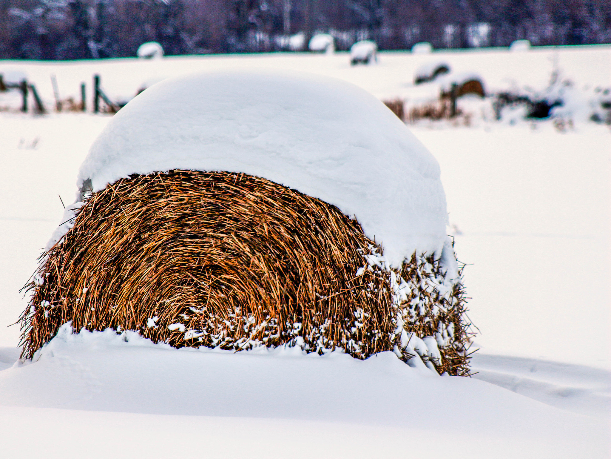 Canon EF 75-300mm f/4-5.6 USM sample photo. Frosted wheat photography