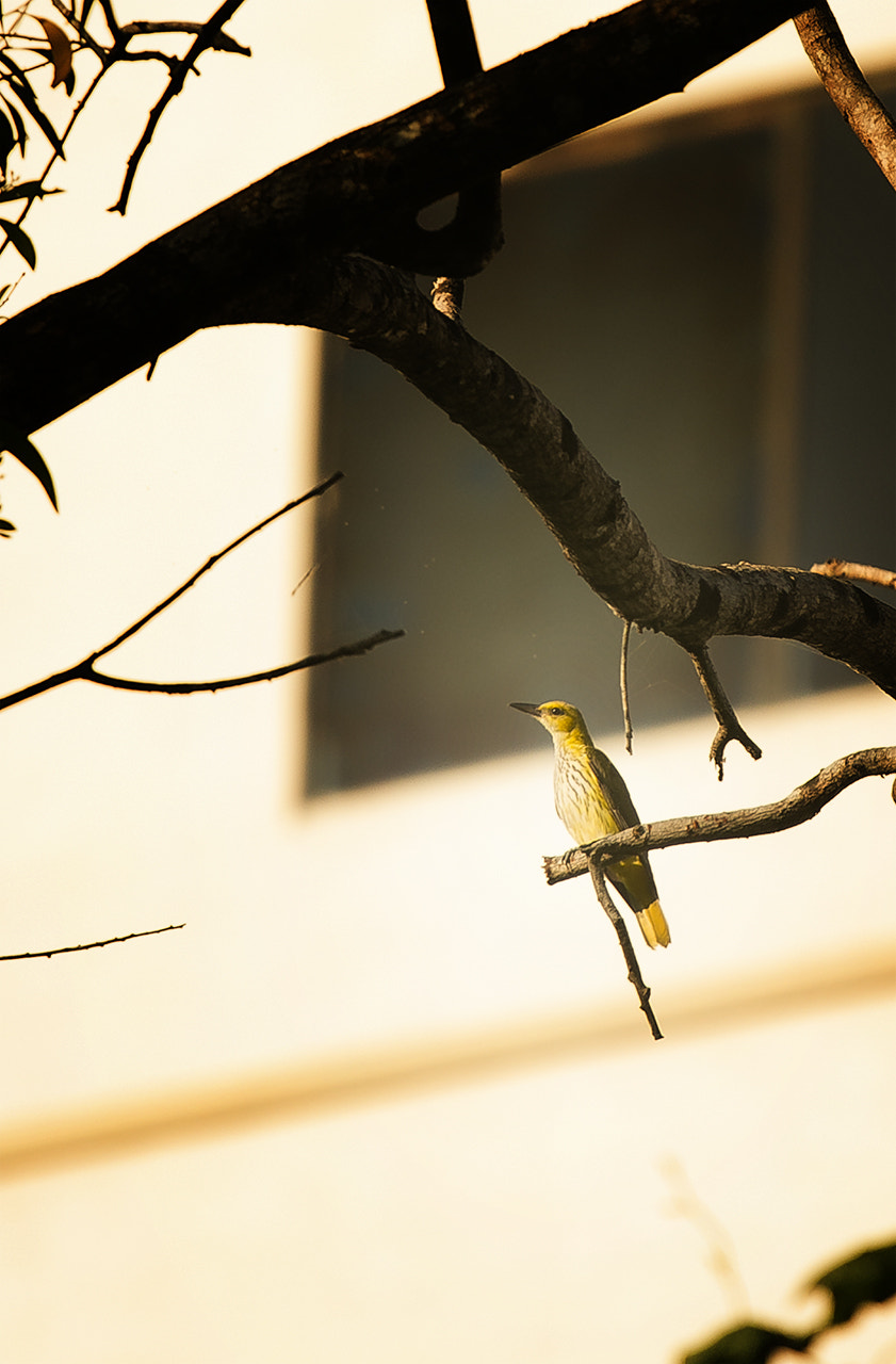 Canon EF 70-200mm F4L IS USM sample photo. Indian golden oriole photography