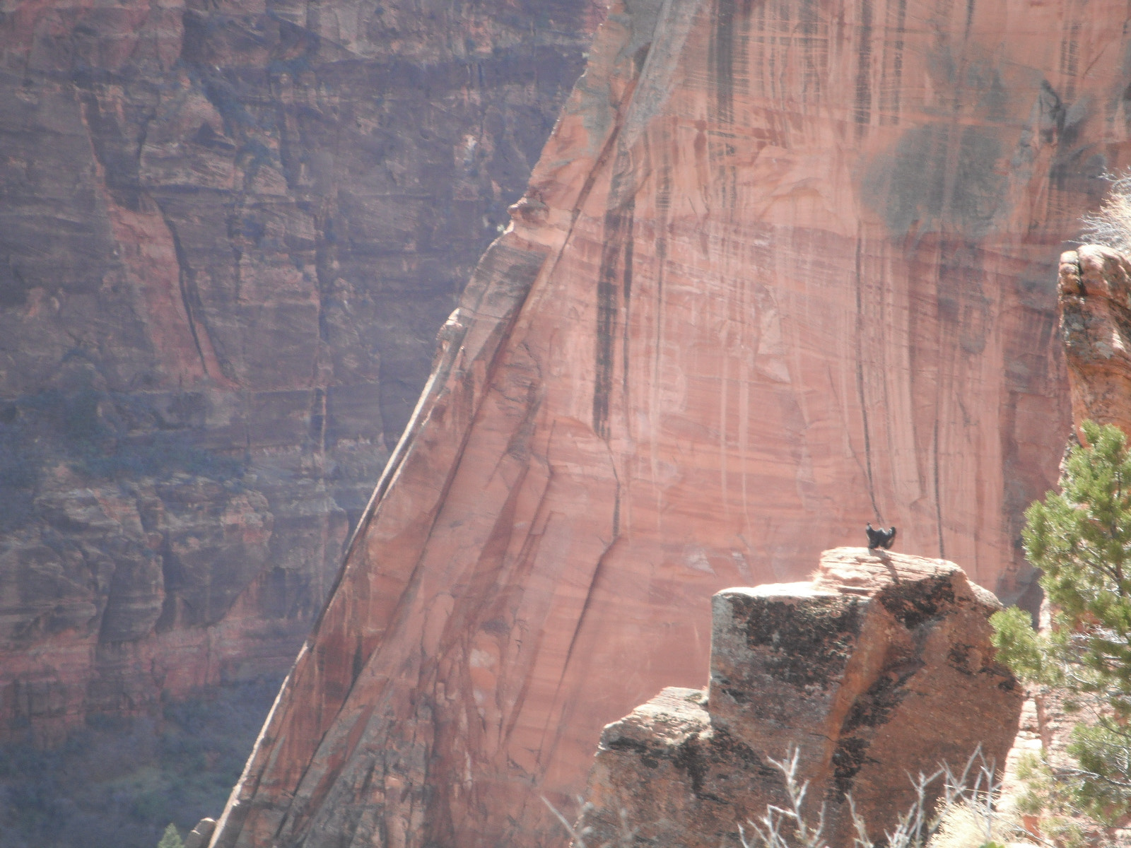 FujiFilm FinePix XP10 (FinePix XP11) sample photo. California condor photography