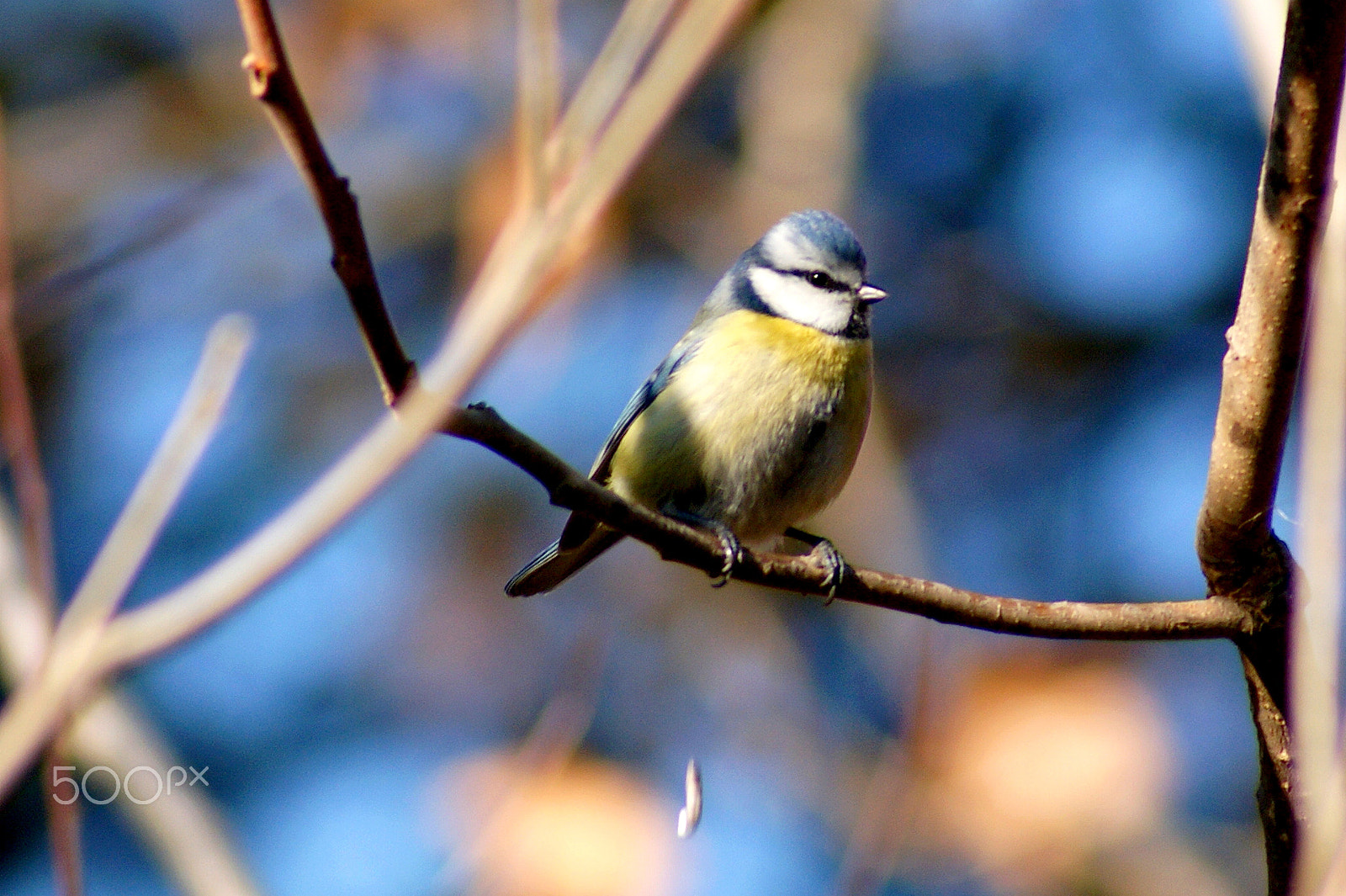 Sony 75-300mm F4.5-5.6 sample photo. Син синигер cyanistes caeruleus photography