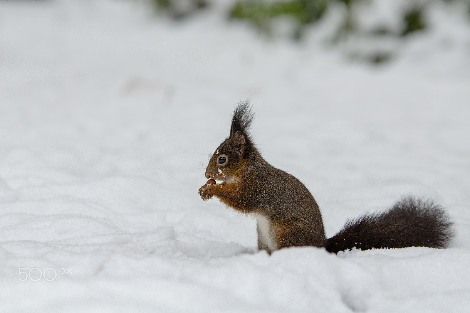 Sigma 70-200mm F2.8 EX DG OS HSM sample photo. Squirell in the snow photography