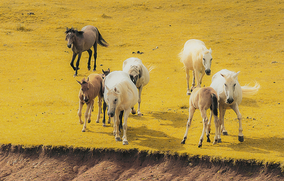 Sony SLT-A65 (SLT-A65V) + Minolta AF 70-210mm F4 Macro sample photo. Horses in the wild photography