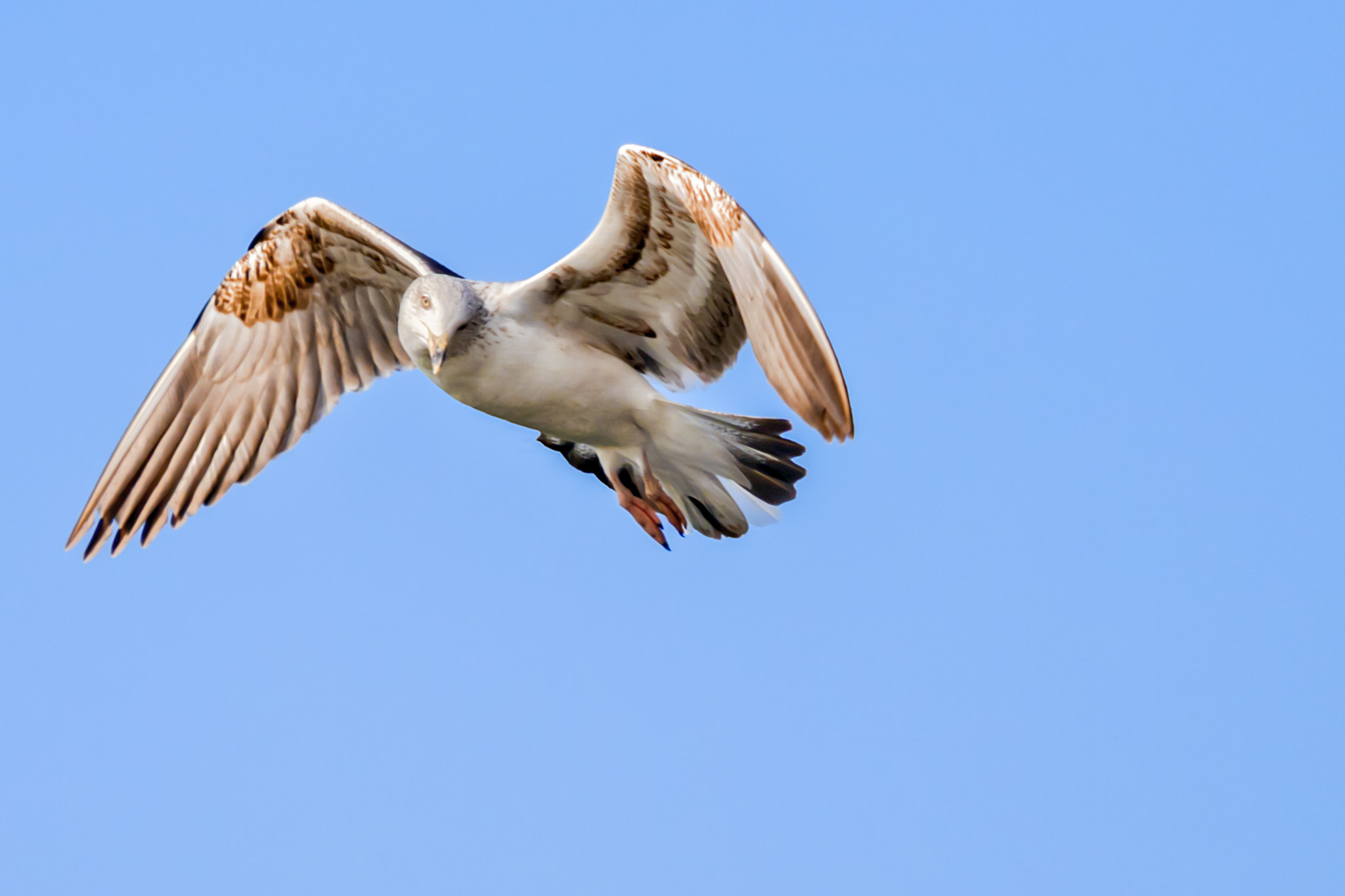 Canon EF 70-200mm F4L IS USM sample photo. Observador photography