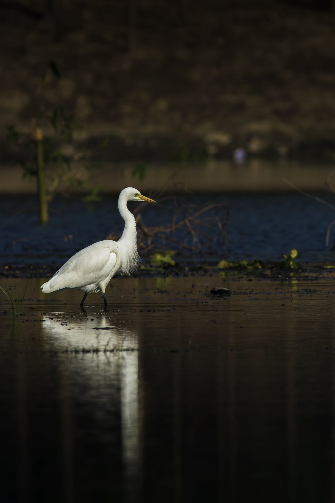 Canon EOS 600D (Rebel EOS T3i / EOS Kiss X5) + Canon EF 400mm F5.6L USM sample photo. Highland lass photography