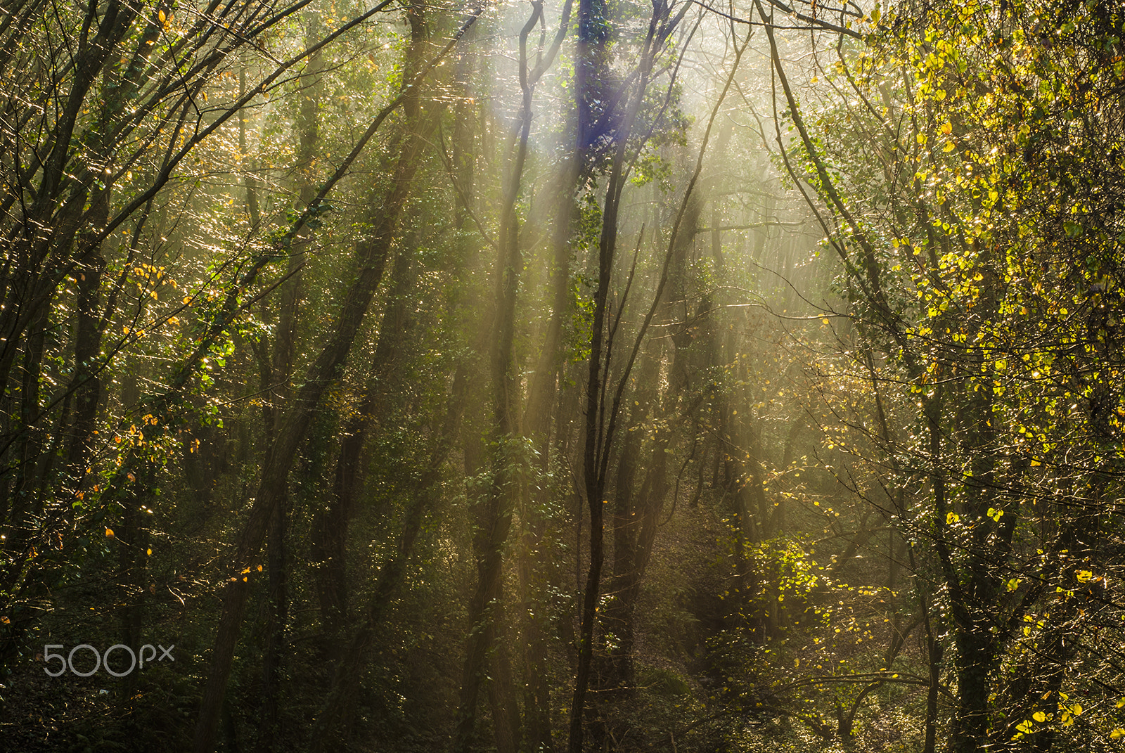 Sony Alpha DSLR-A230 + Minolta AF 50mm F1.7 sample photo. Magical forest photography