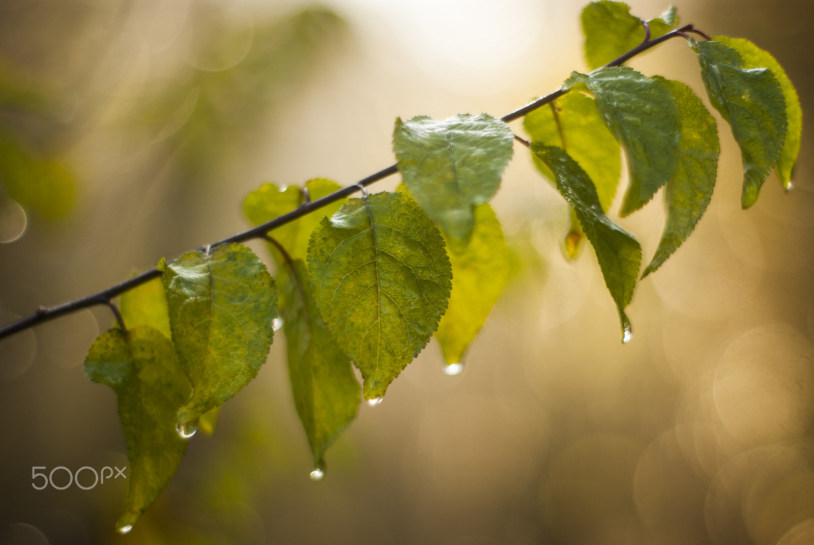 Sony Alpha DSLR-A230 sample photo. Tears of leaves photography