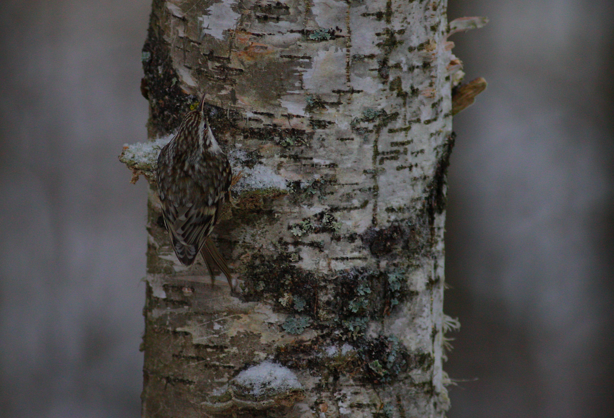 Canon EOS 50D + Canon EF 300mm F4L IS USM sample photo. Camouflage photography