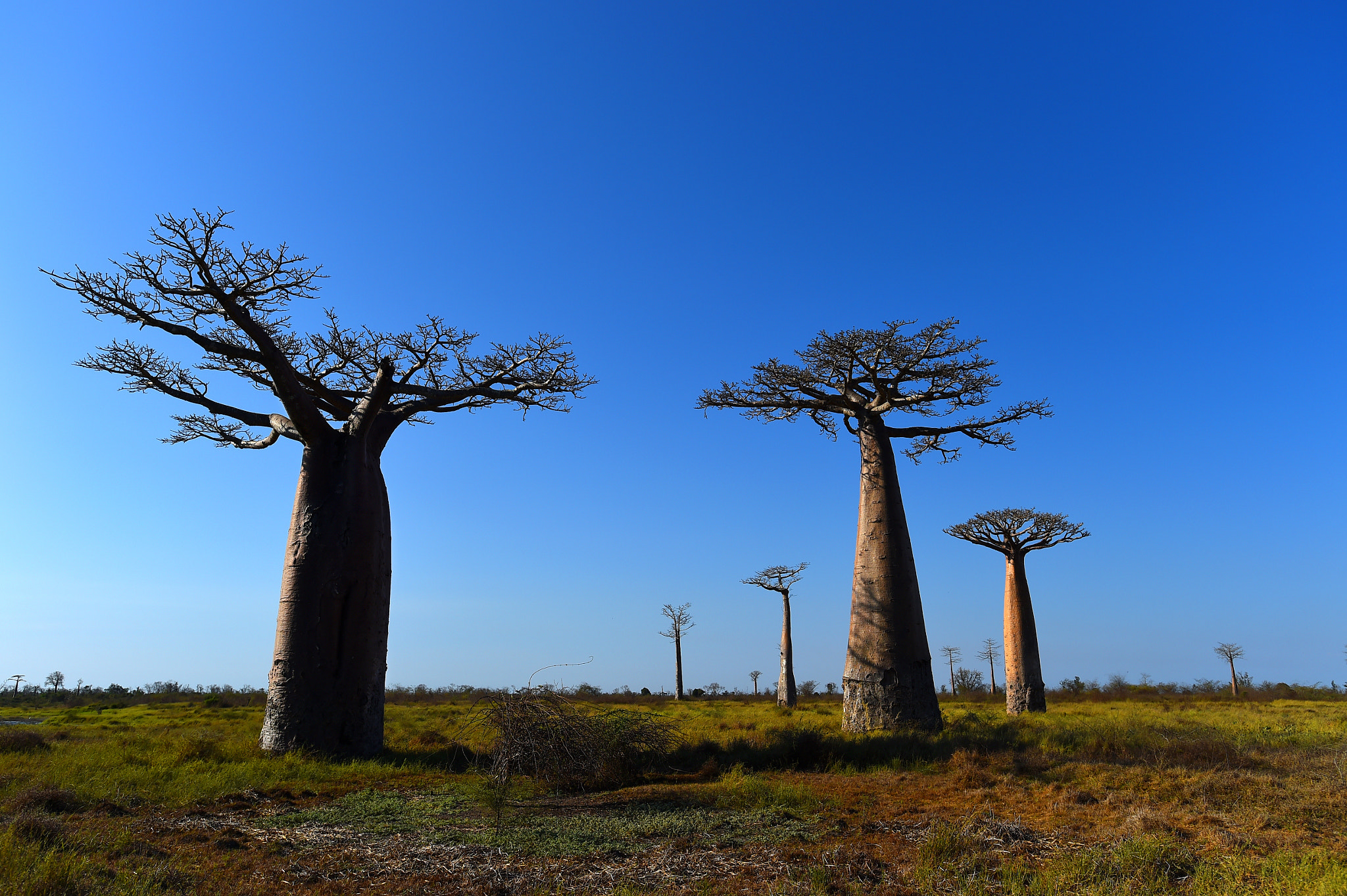 Nikon D4S + Nikon AF-S Nikkor 17-35mm F2.8D ED-IF sample photo. Baobab tree photography