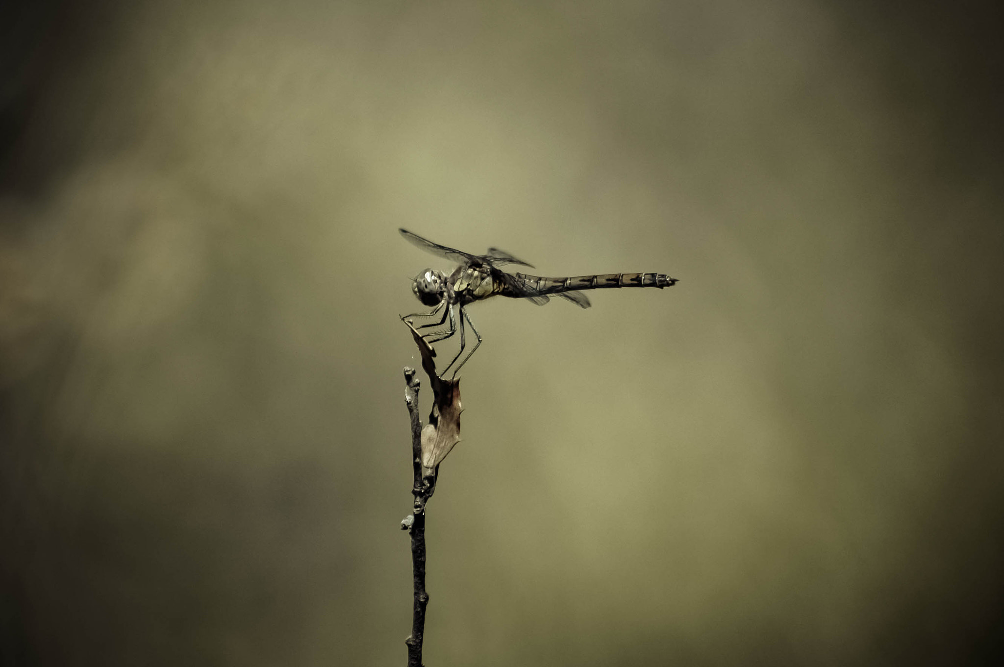 Nikon D70s sample photo. Stand by photography
