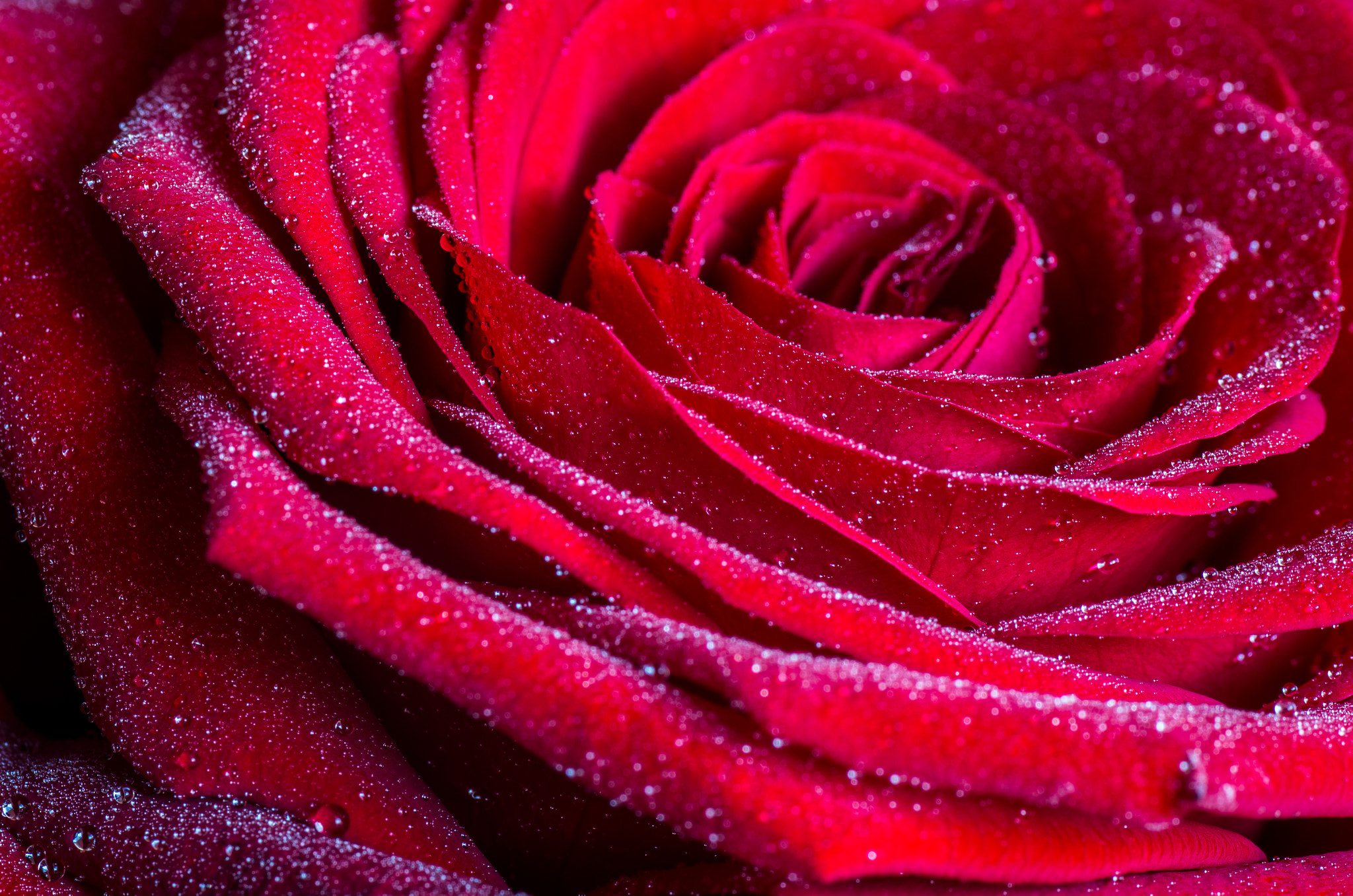Tamron SP AF 90mm F2.8 Di Macro sample photo. Dew time ! photography