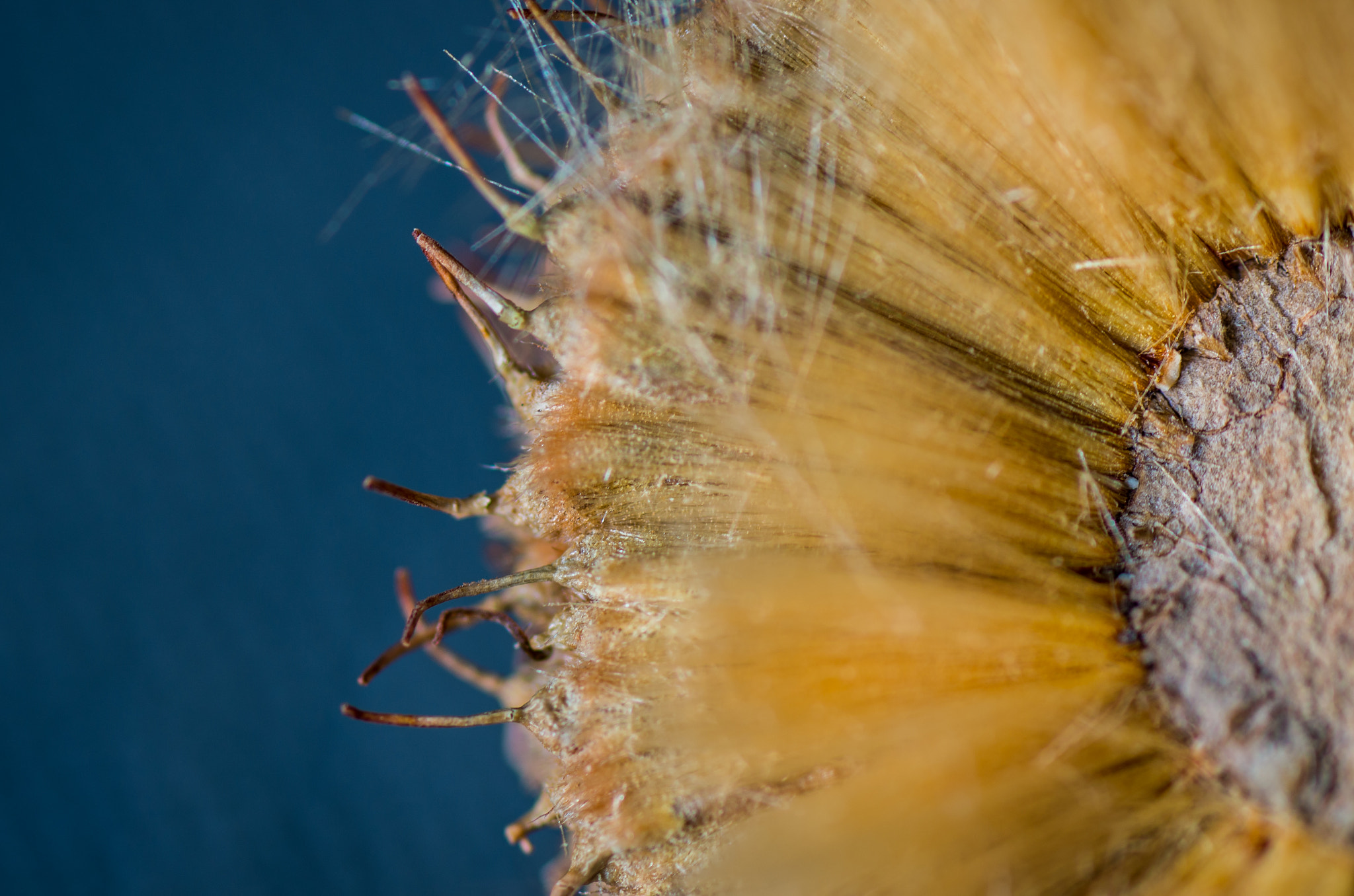 Tamron SP AF 90mm F2.8 Di Macro sample photo. Sunflower ? photography