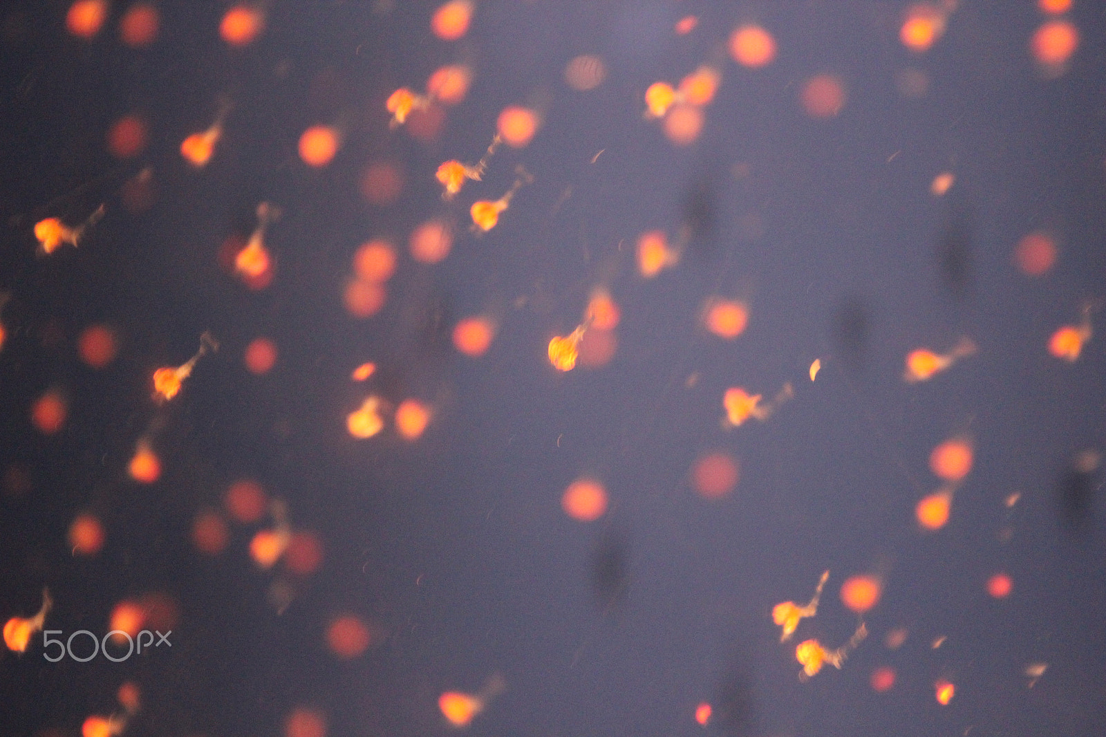 Canon EF-S 18-55mm F3.5-5.6 sample photo. Tiny jellies photography