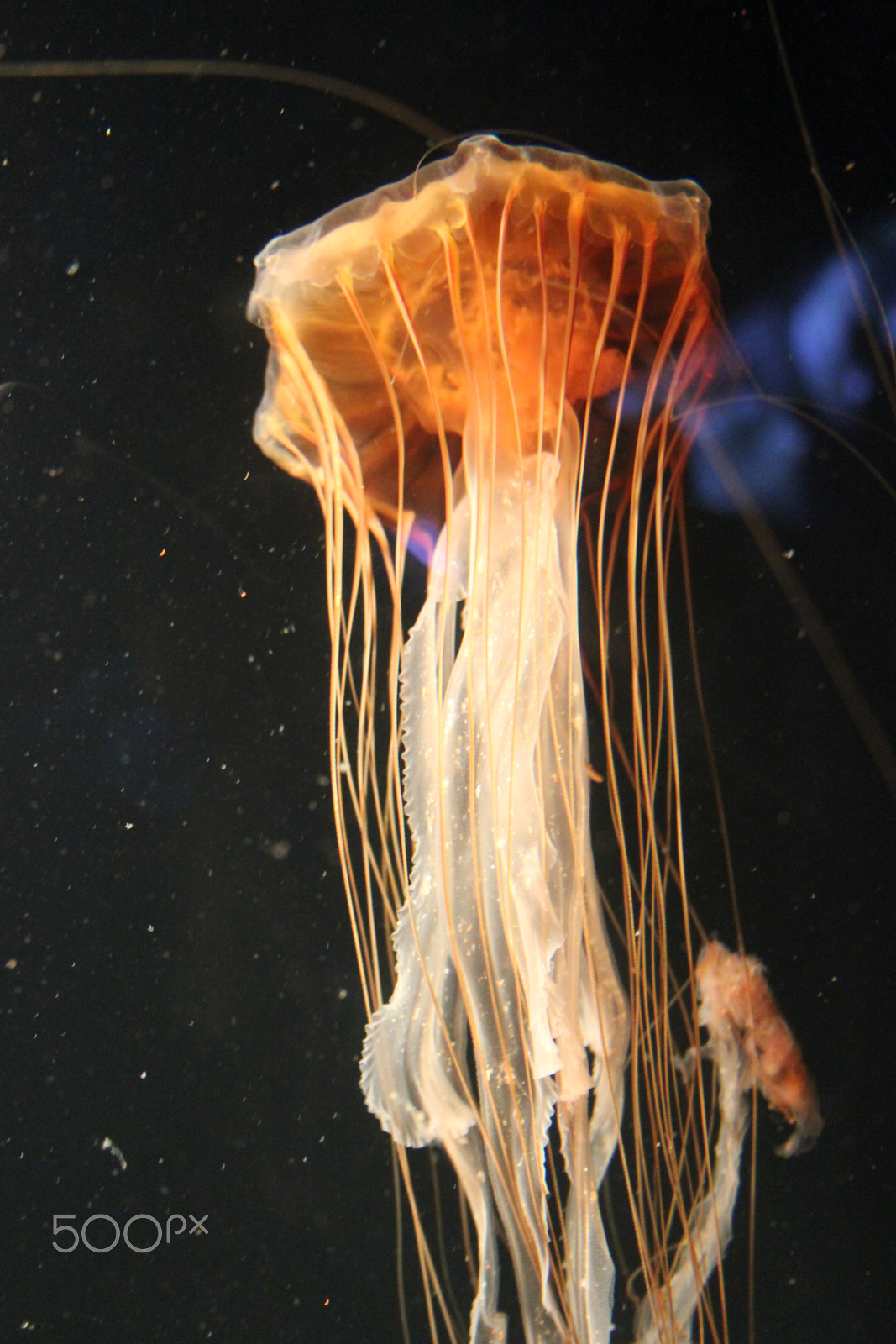 Canon EF-S 18-55mm F3.5-5.6 sample photo. Big jelly photography