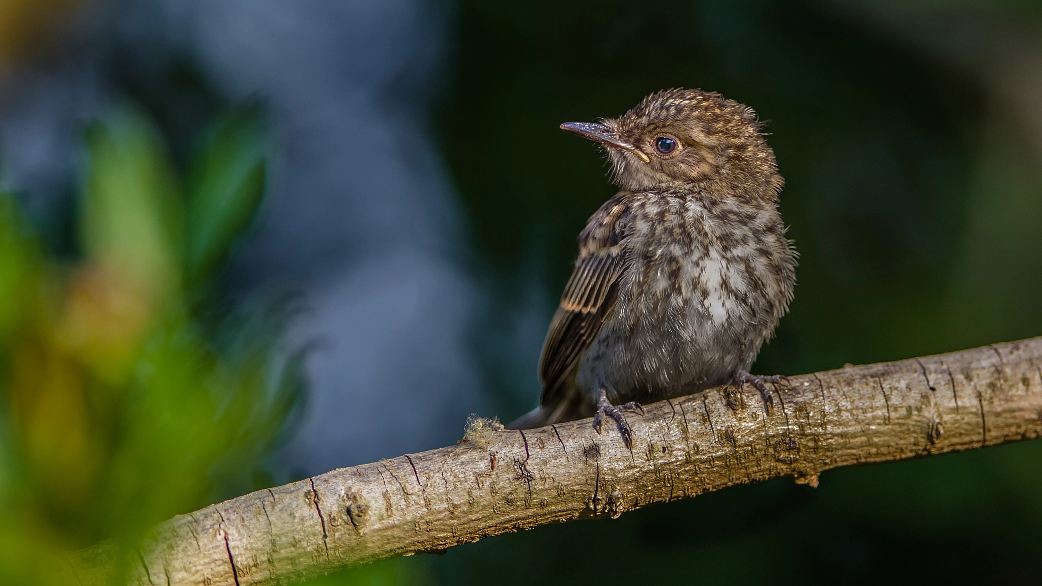 Canon EF 400mm F2.8L IS II USM sample photo. Strange world!! photography