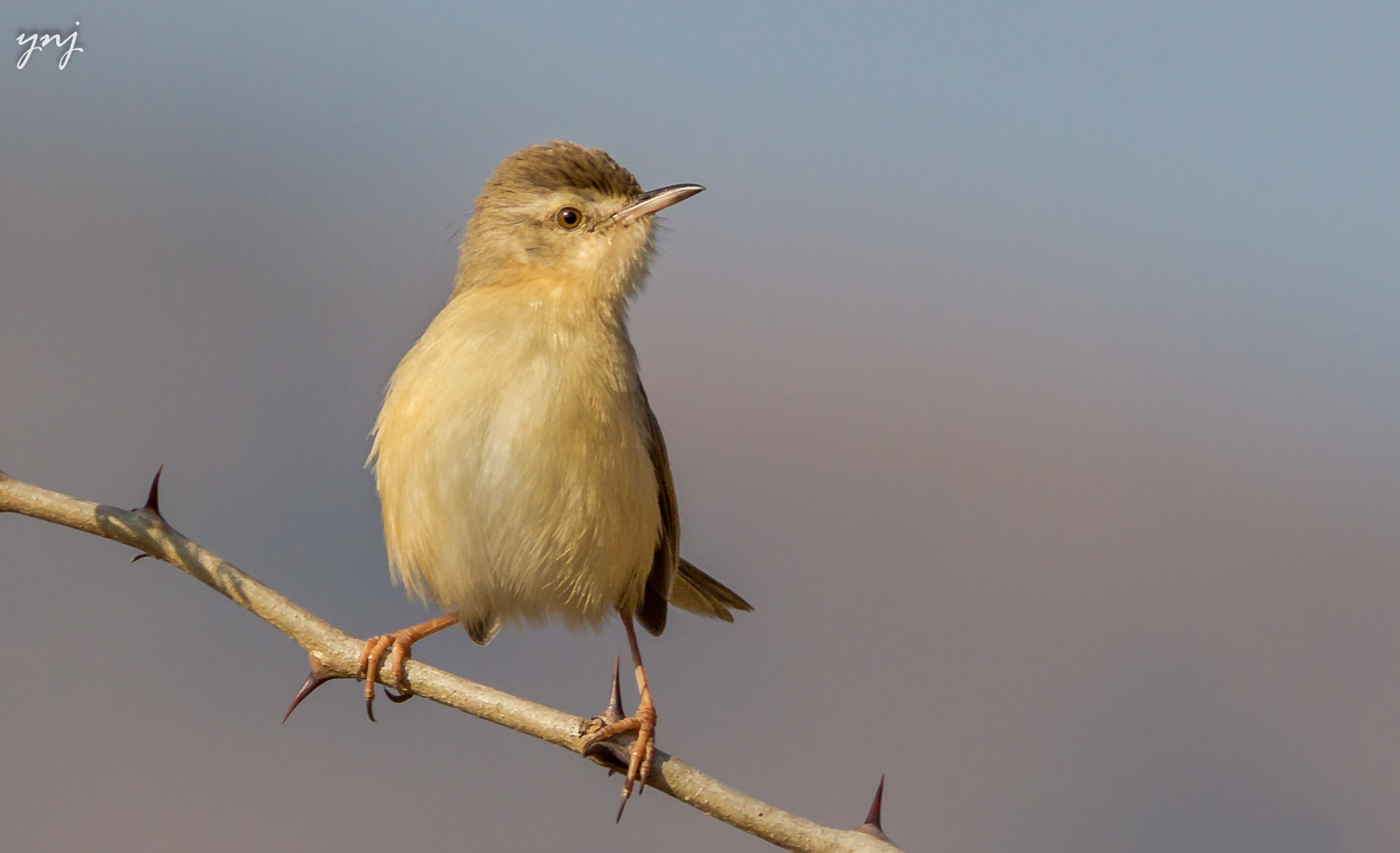 Canon EOS 550D (EOS Rebel T2i / EOS Kiss X4) + Canon EF 400mm F5.6L USM sample photo. Supercute plain prinia photography