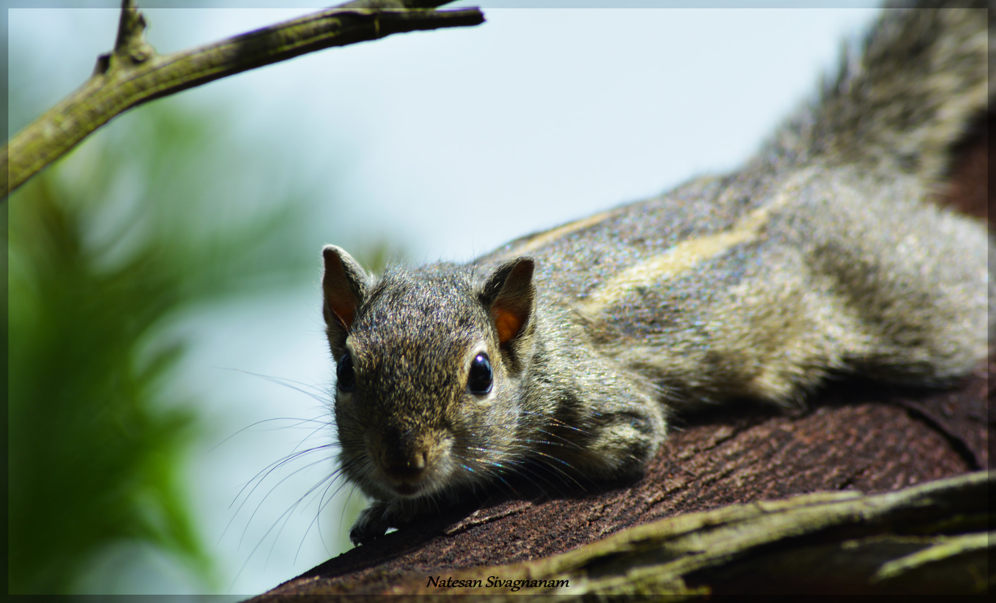 Sigma 17-70mm F2.8-4 DC Macro OS HSM | C sample photo. Curious photography