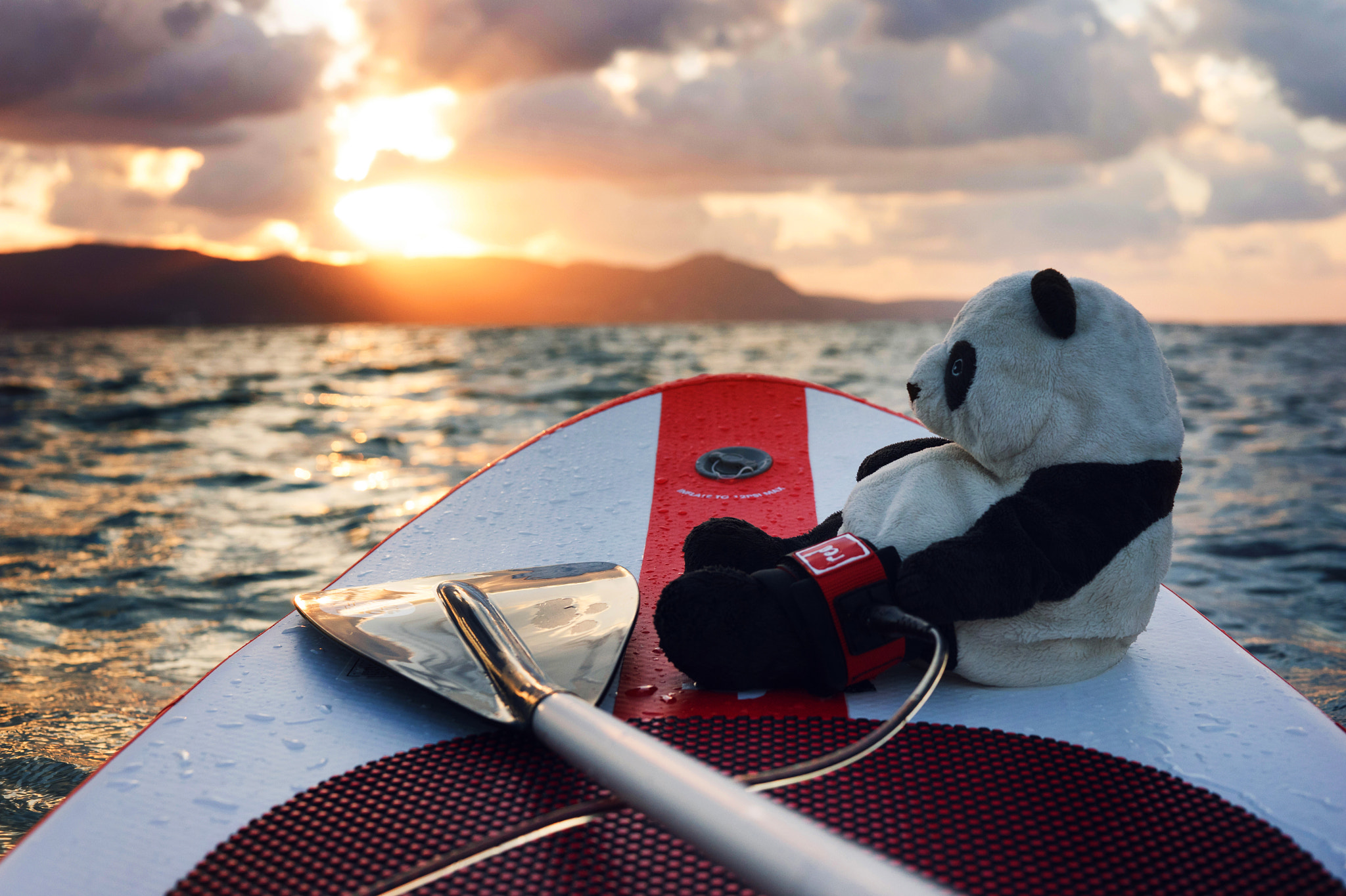 Sony a7 + Sony 50mm F1.4 sample photo. Panda trip photography